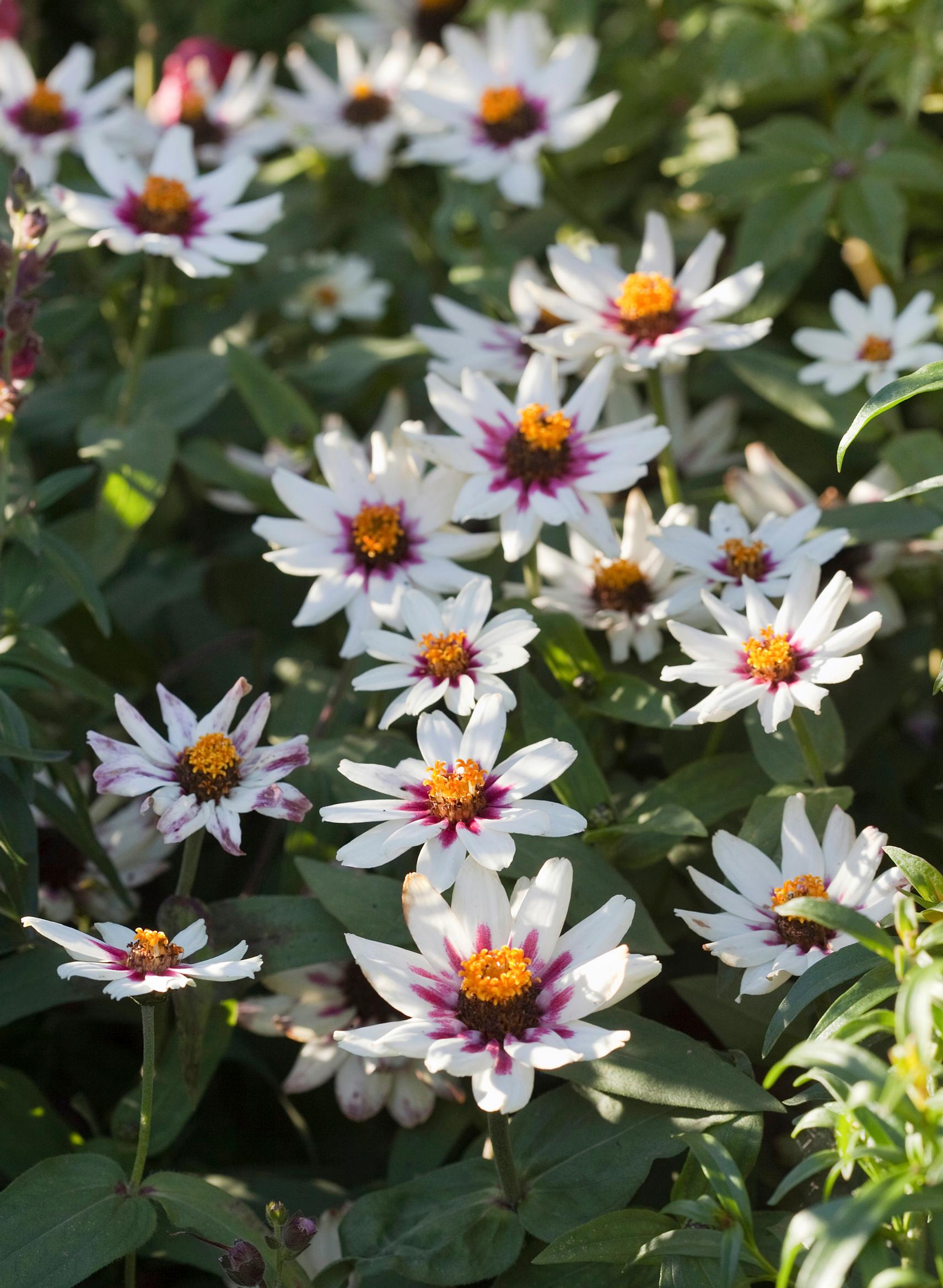 Zinnia is an easy summer flower: flamboyant zinnia ‘Zahara Starlight’