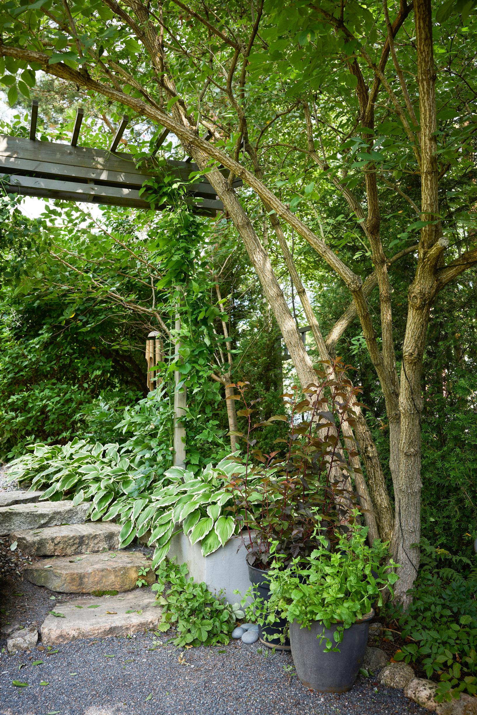 A garden view with stone steps and gracefully arching trees over a pathway.