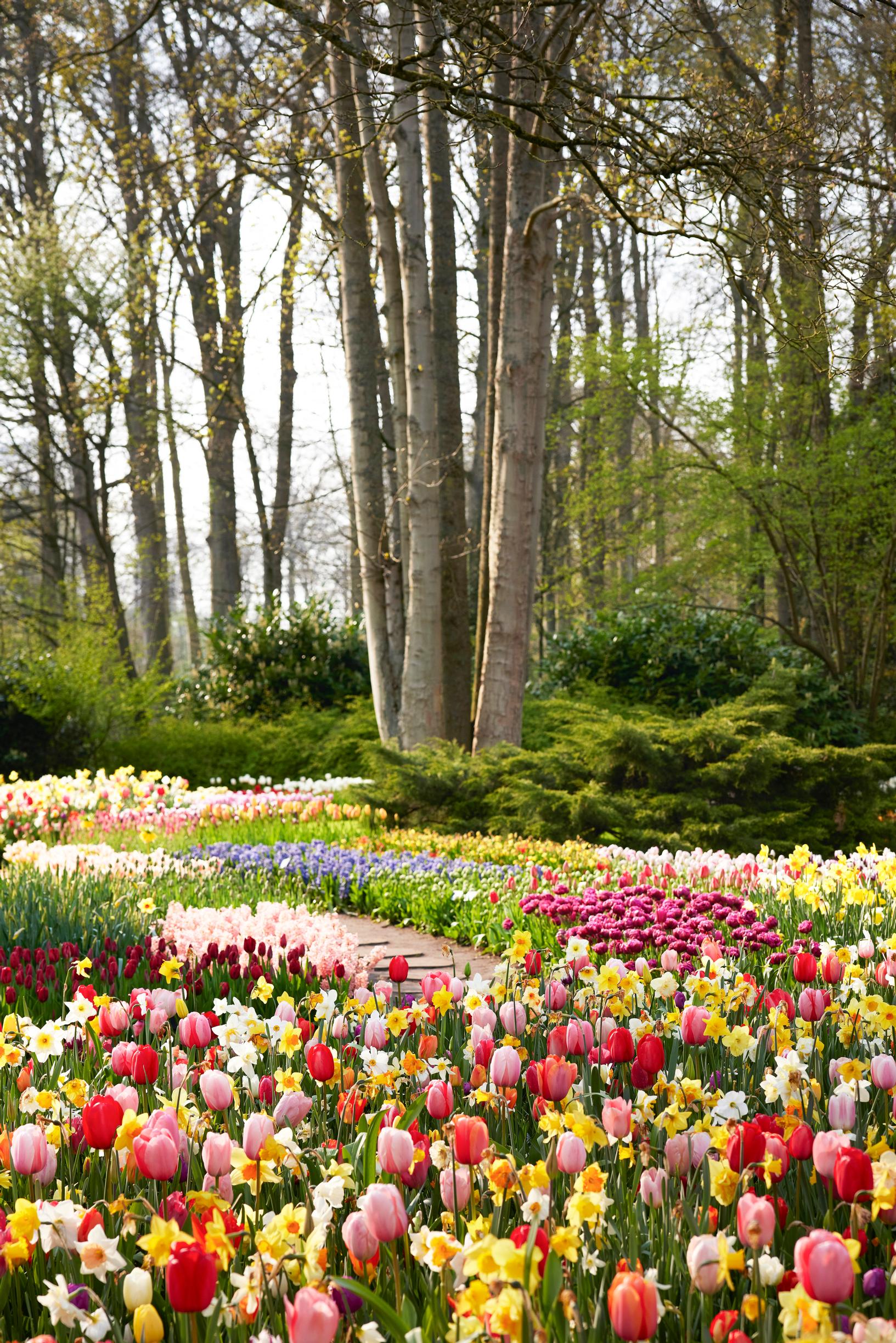 tulip facts: plantings at Keukenhof