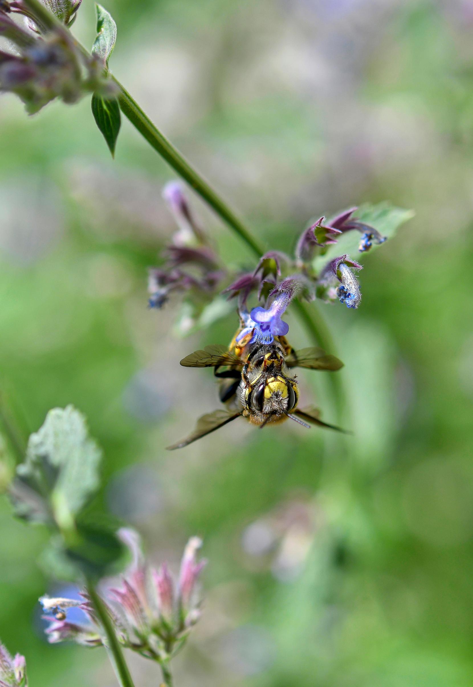 Garden with insects: The wool carder bee appreciates the flowers of the ‘Six Hills Giant’ catmint.
