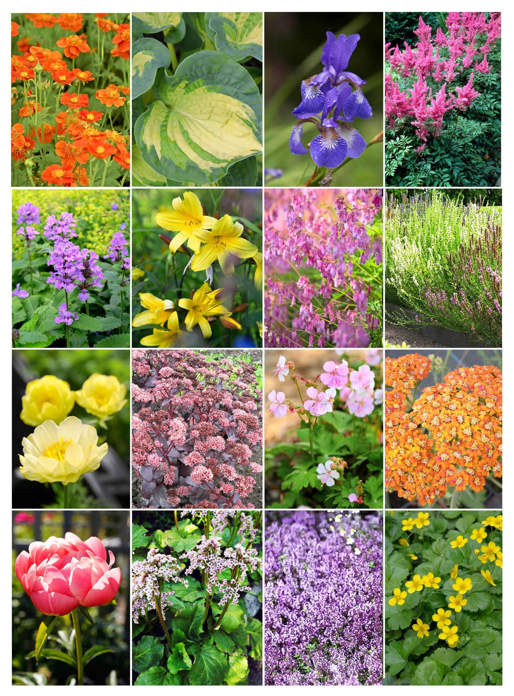 17 easy perennials for new gardeners—lush greenery and abundant blooms in no time