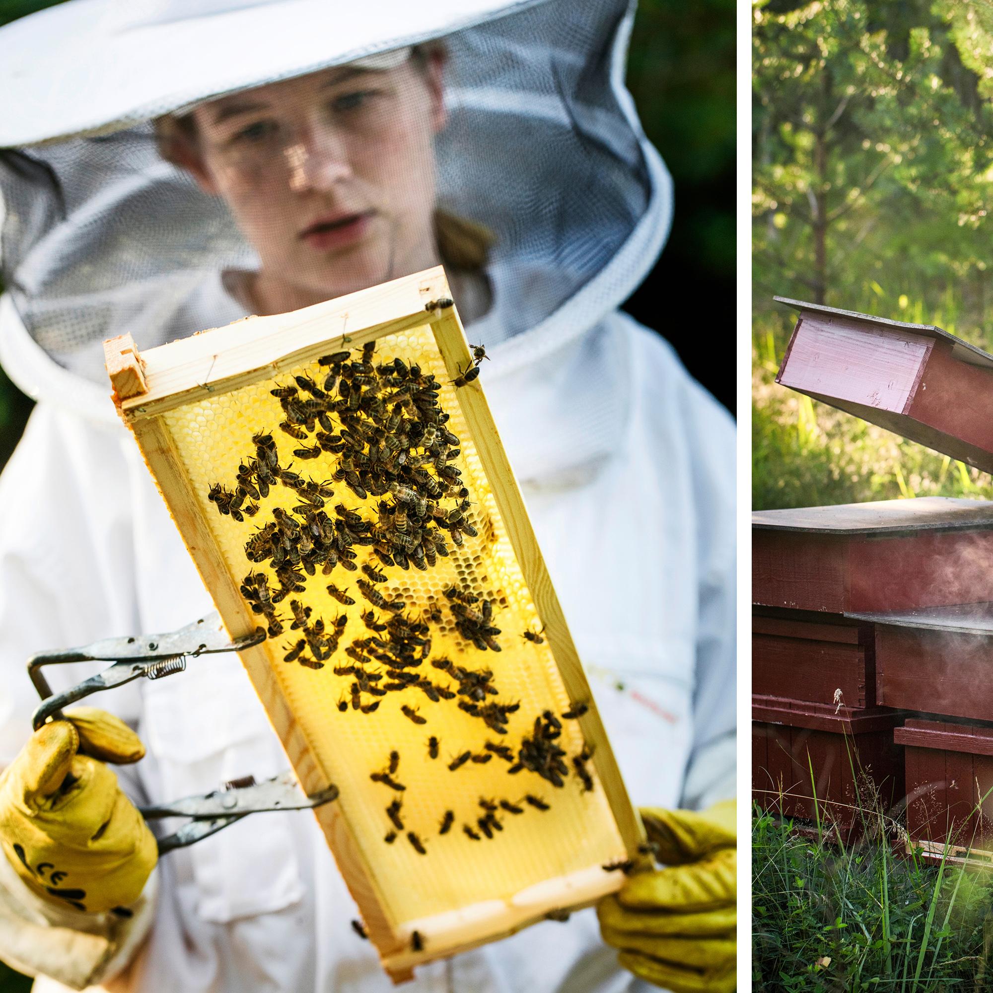Nora’s fairytale apiary: Nurturing endangered dark bees at the Qvidja Manor Castle