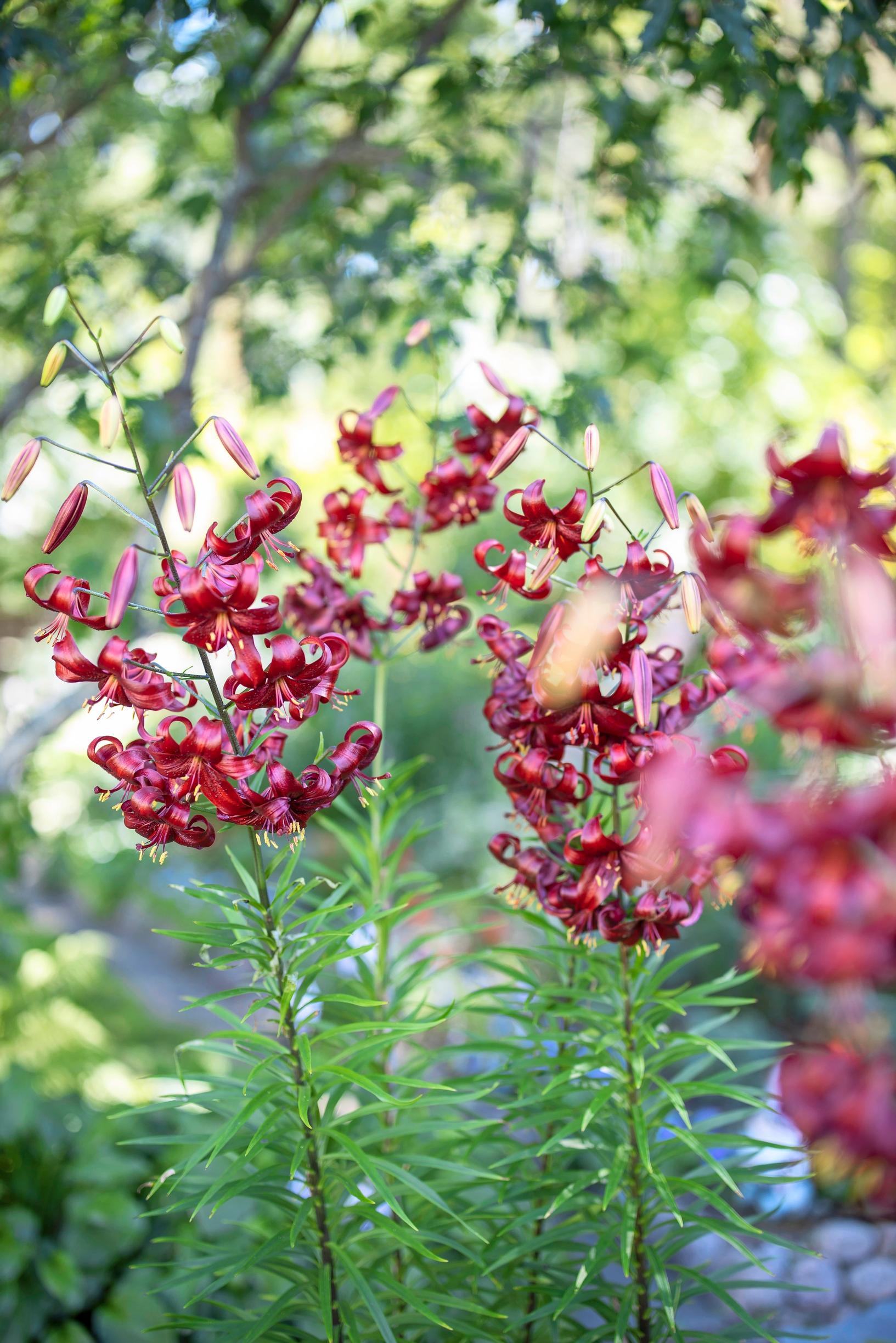 Red martagon lilies in the apartment building’s garden