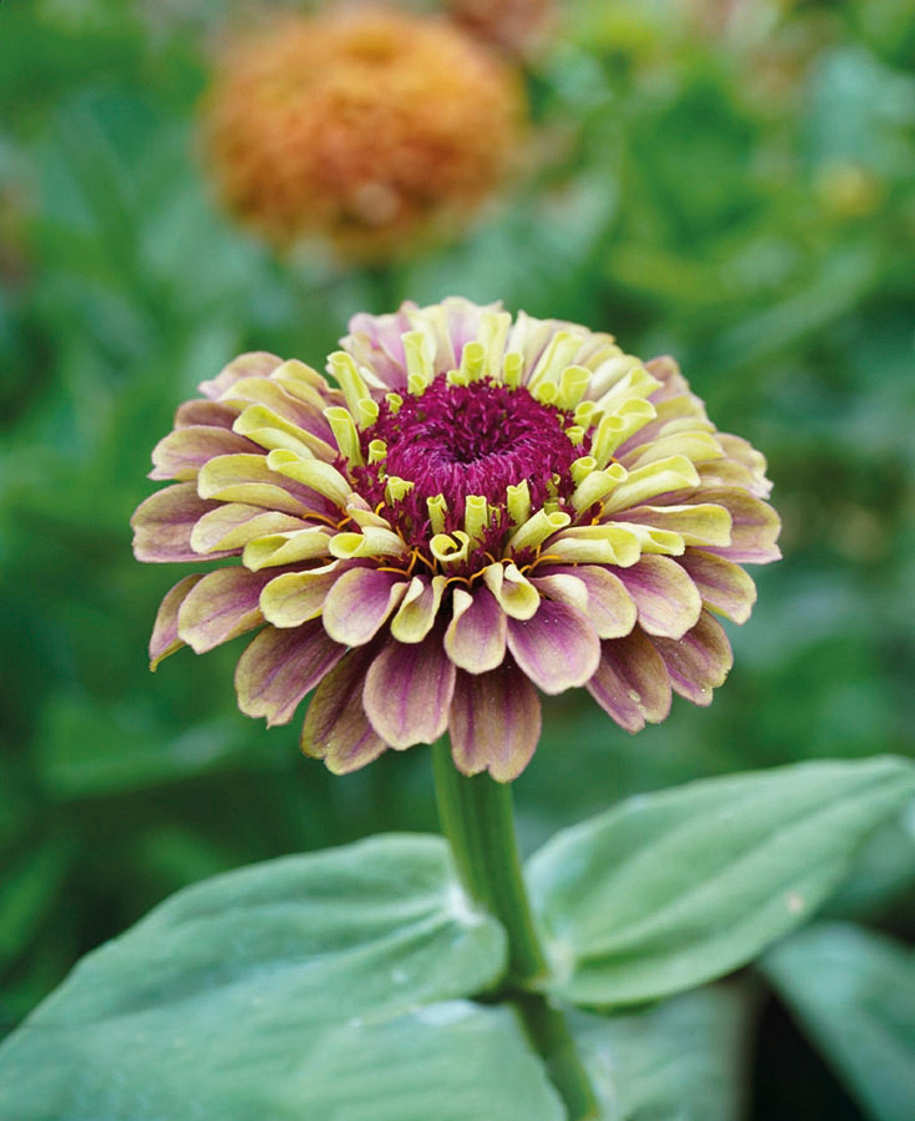Large zinnia ‘Queeny Lime Red’ produces double or semi-double blooms.