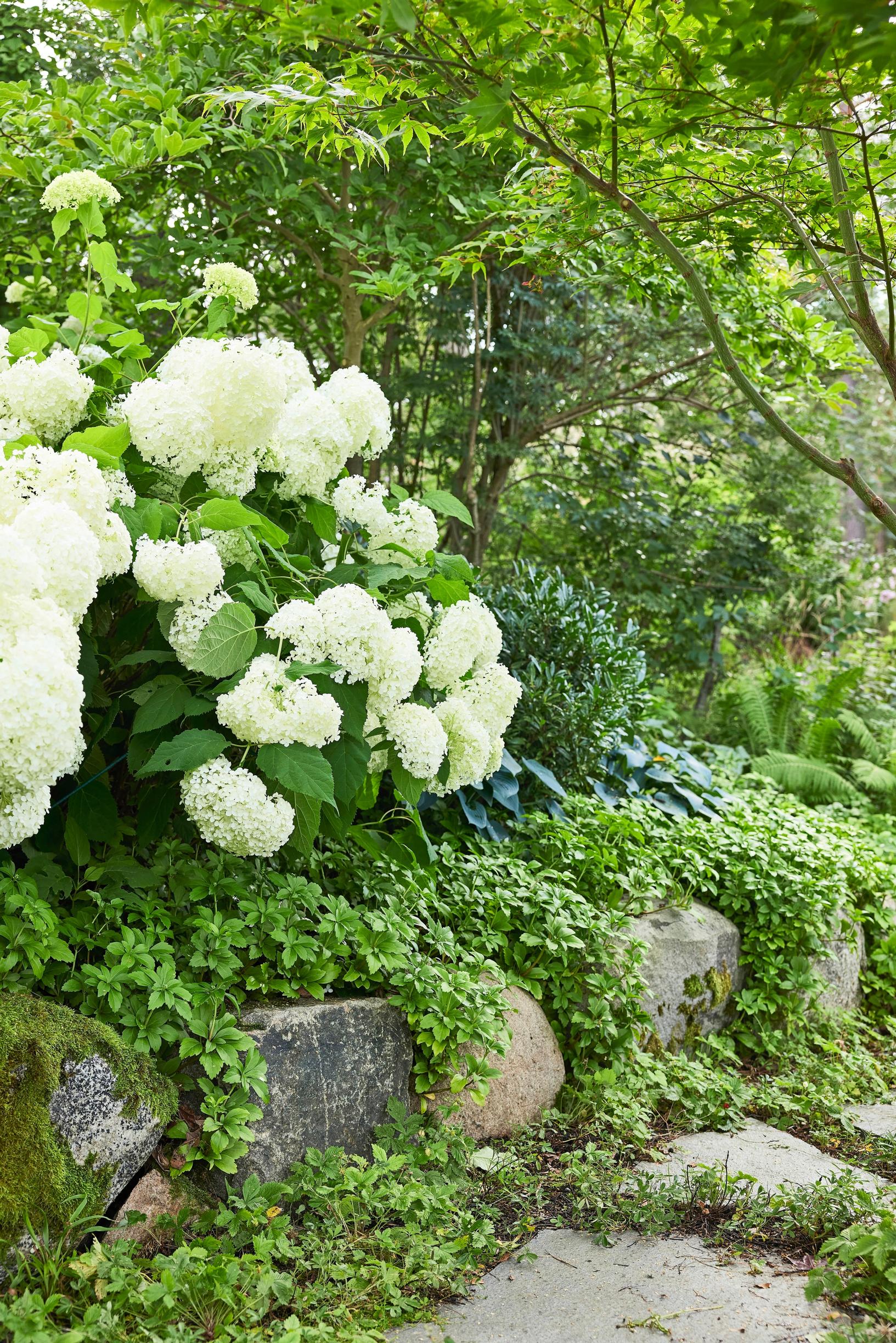 Moosegarden: 'Green Carpet' pachysandra cascades over the terracing, three-toothed cinquefoil 'Nuuk' lines the path, ‘Annabelle’ hydrangea blooms above, and 'Osakazuki' Japanese maple arches overhead.