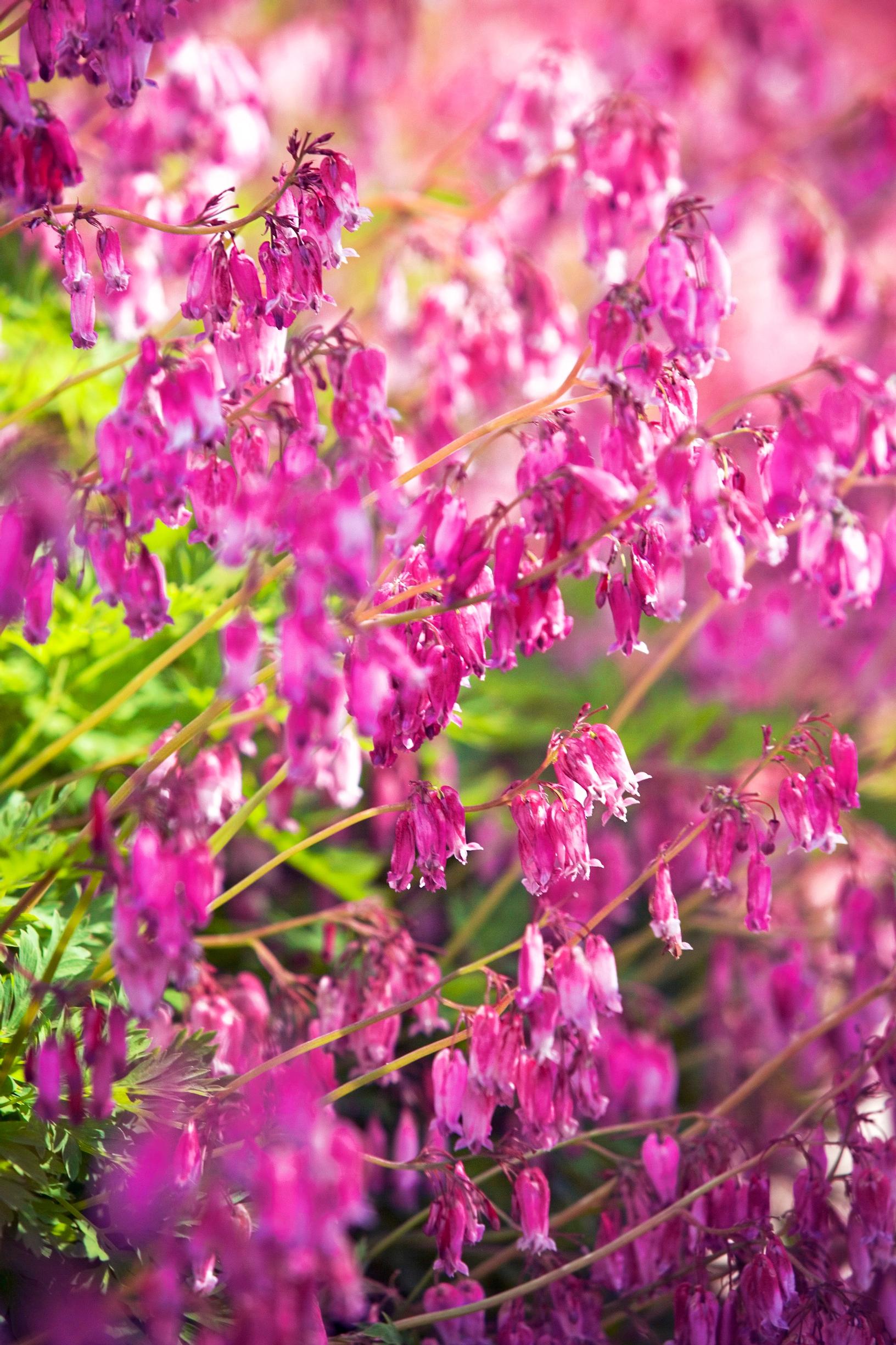 Easy grow perennial flowers