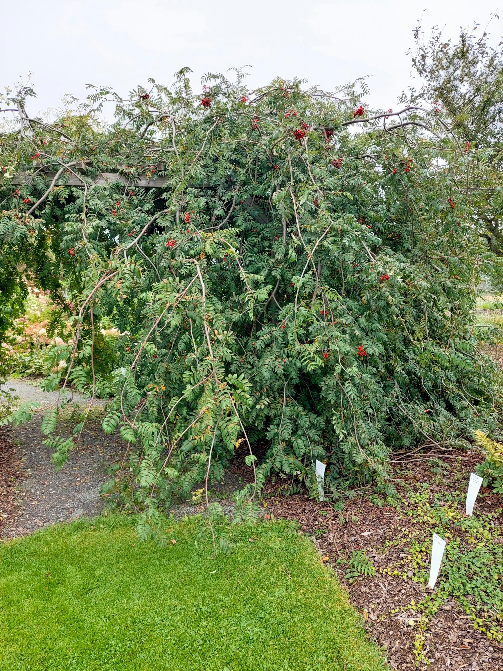 Weeping rowan