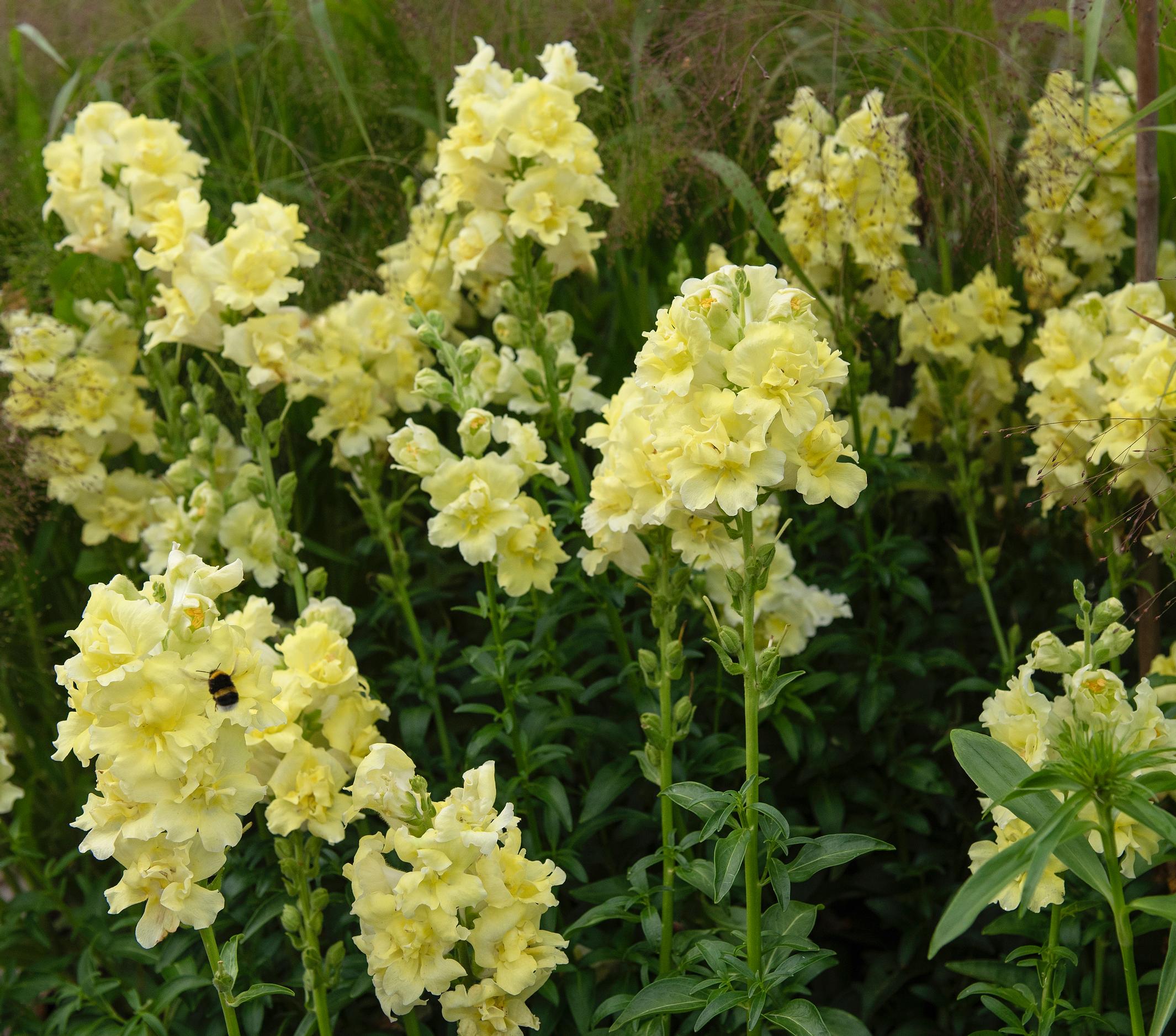 Snapdragon Madame Butterfly series Yellow