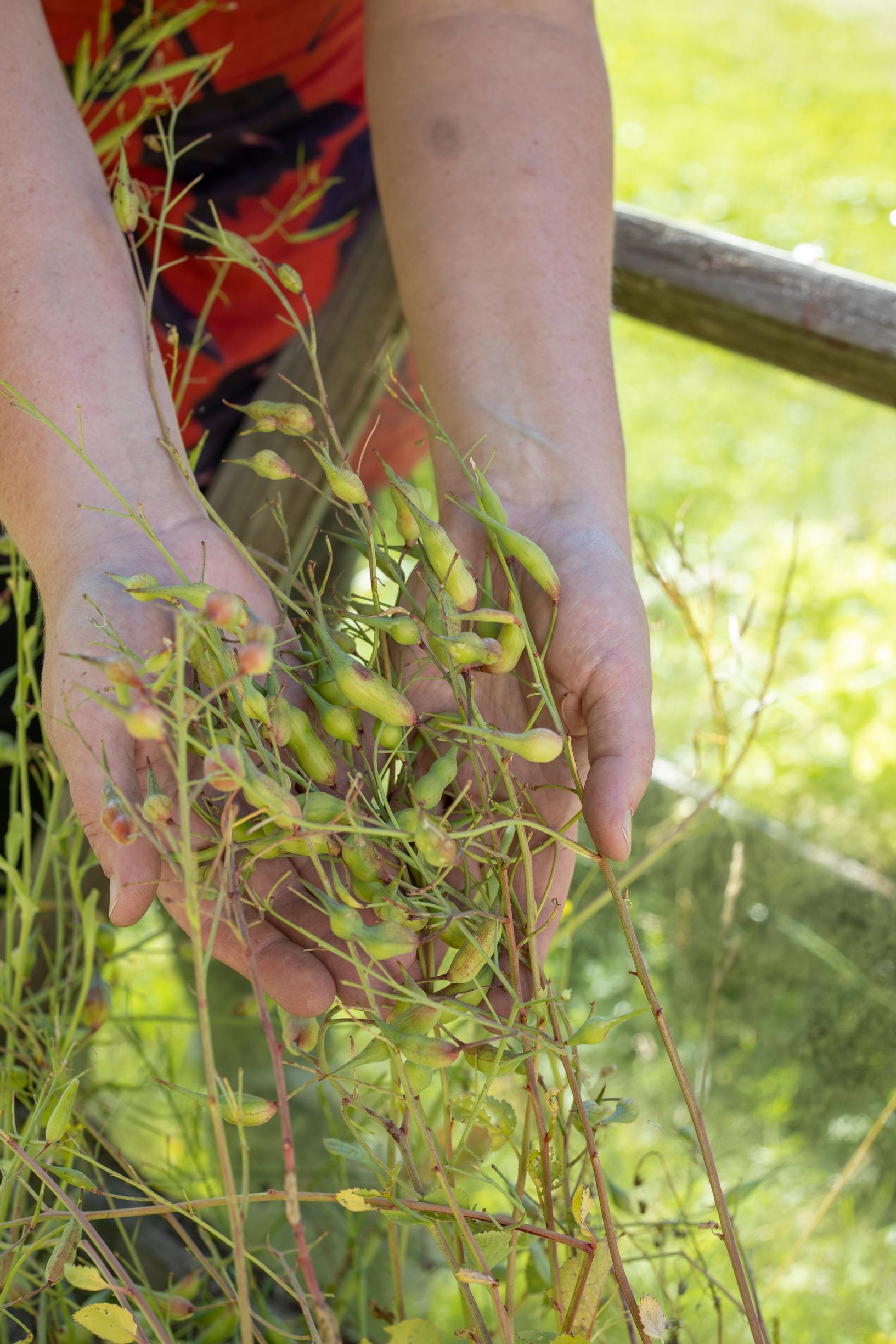 Radish seed pods.