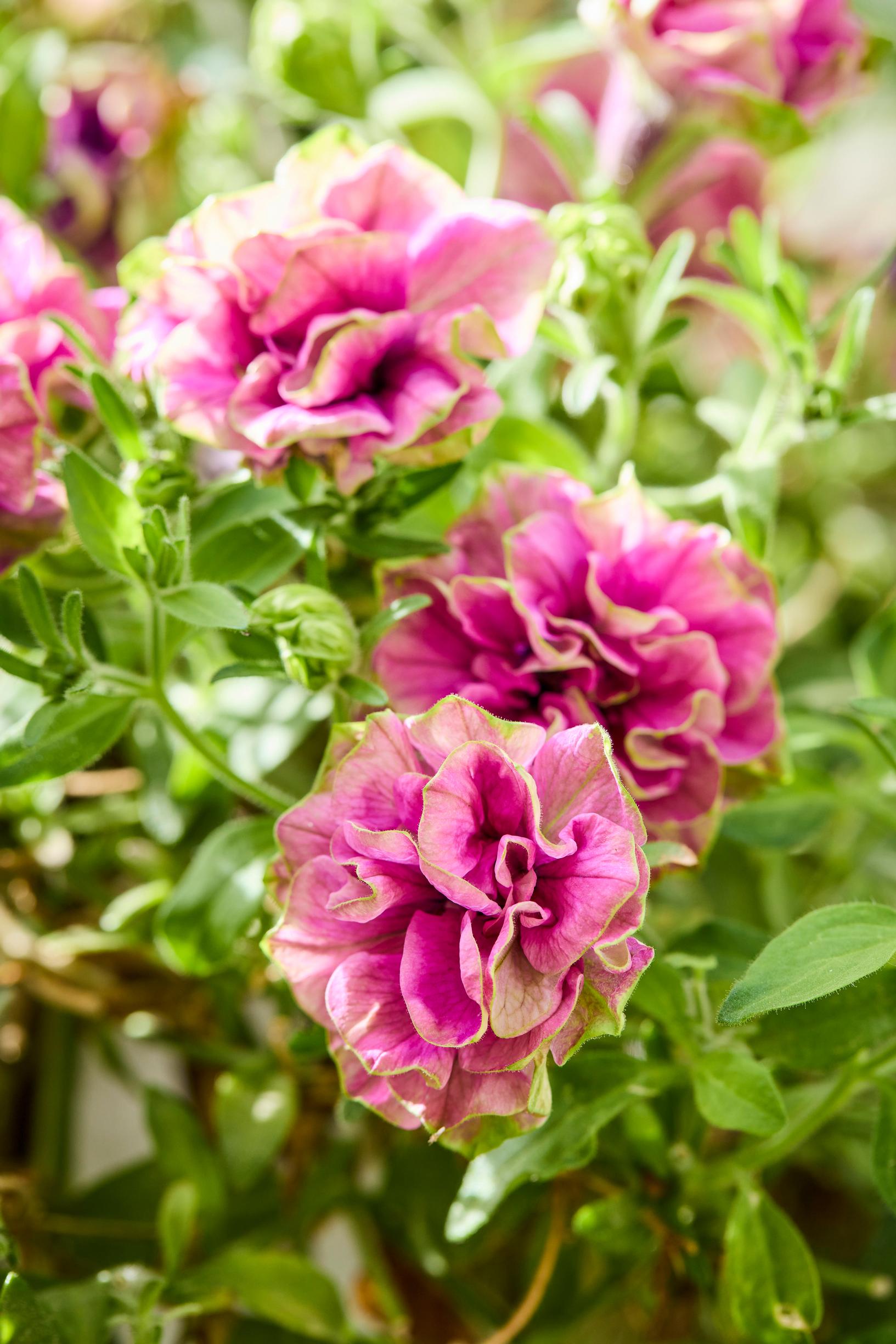 summer-flower hanging baskets: petunia