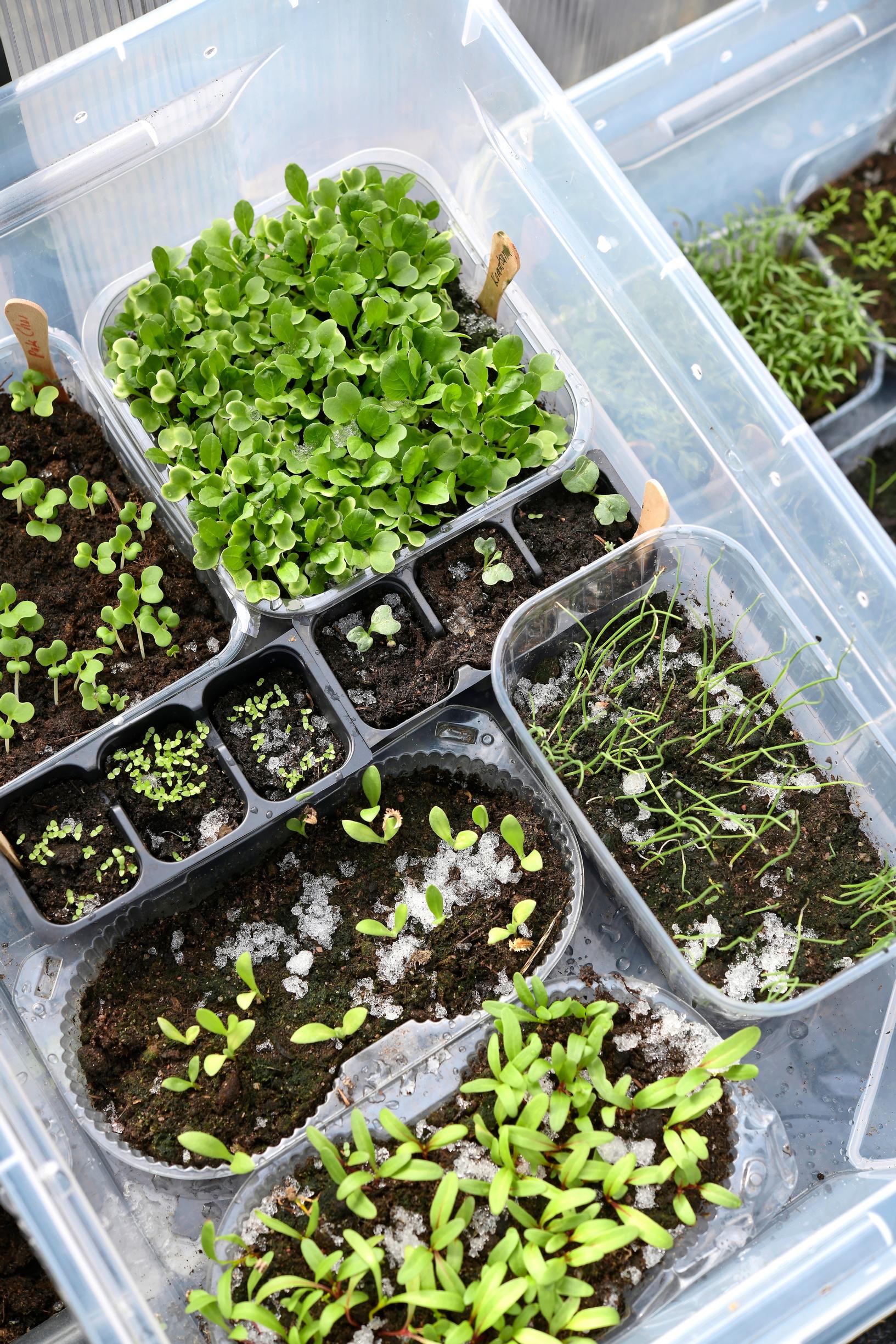 Winter sowing seedlings.