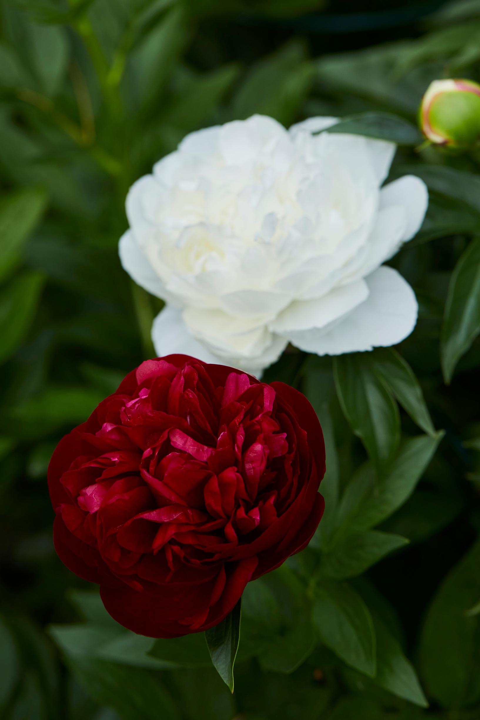 The dark red peony is ‘Henry Bockstoce,’ the pale one is ‘Shirley Temple.’