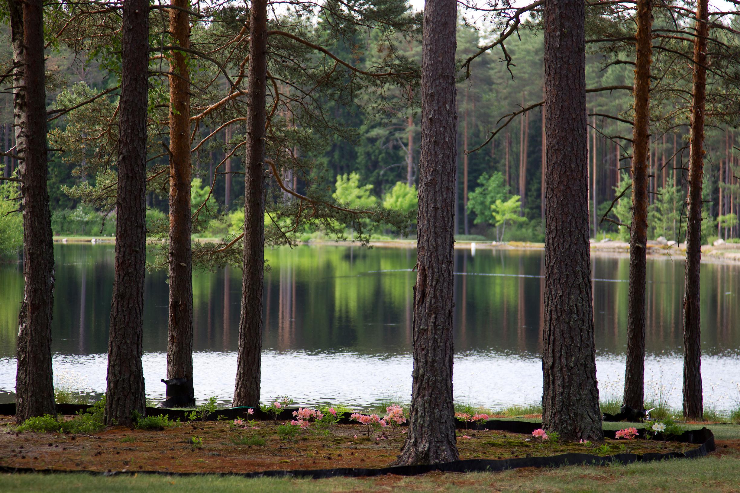 pine tree care