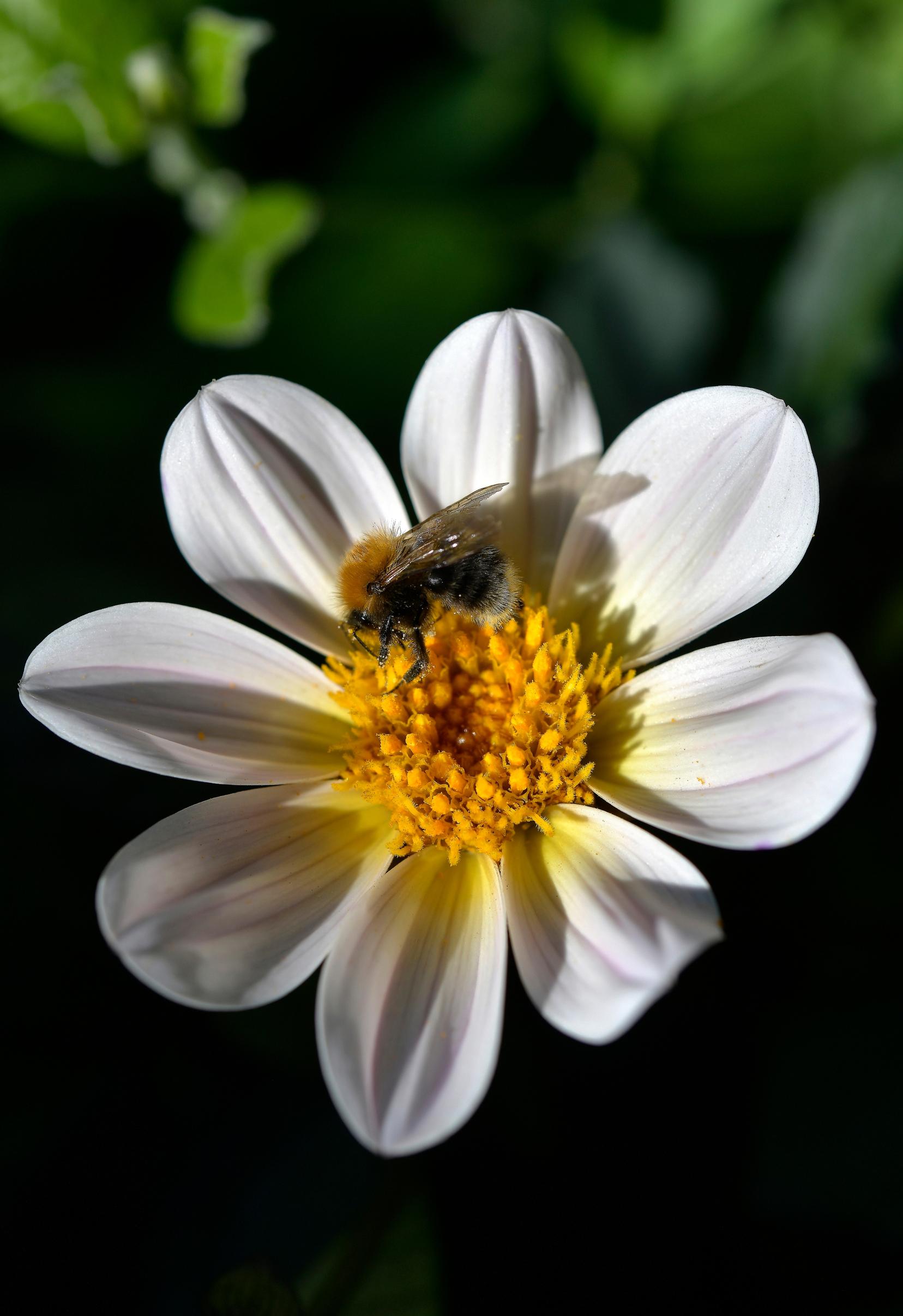 garden with insects
