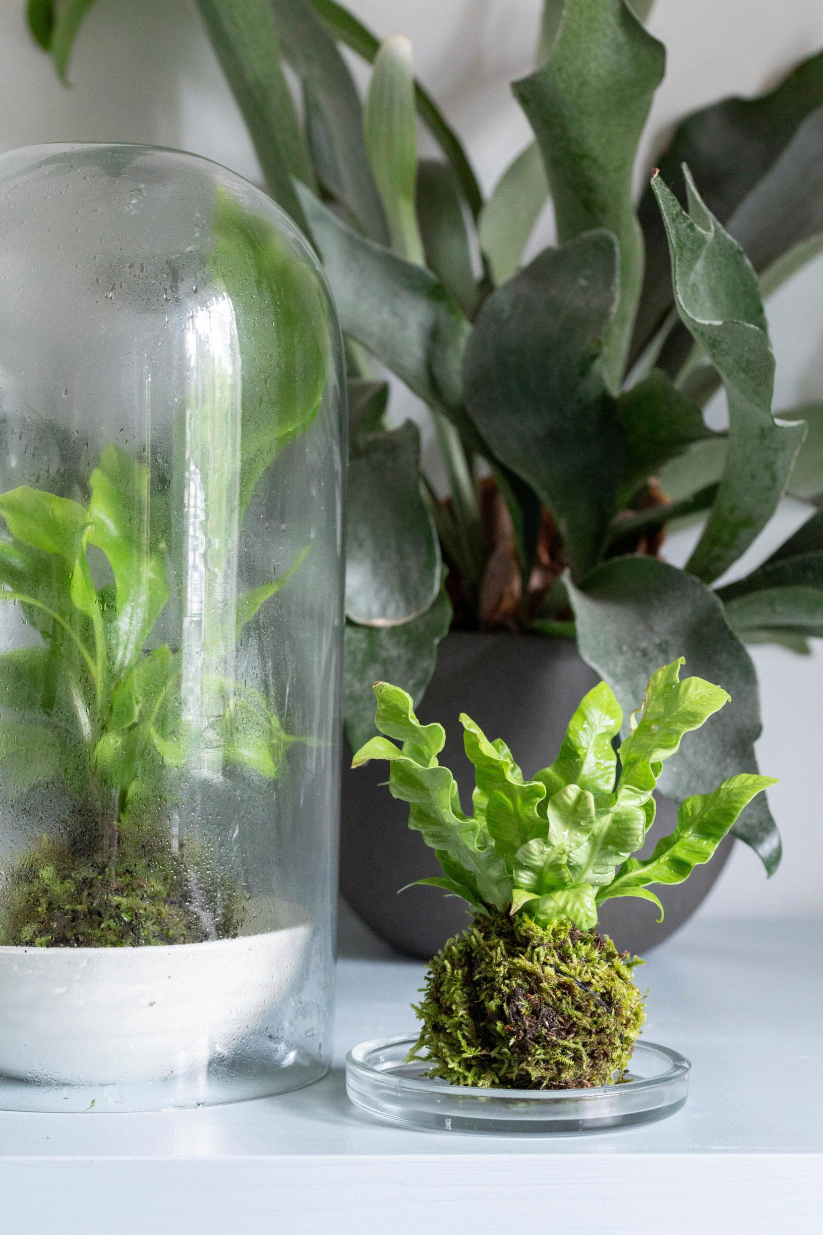A fern kokedama thrives under a glass dome.