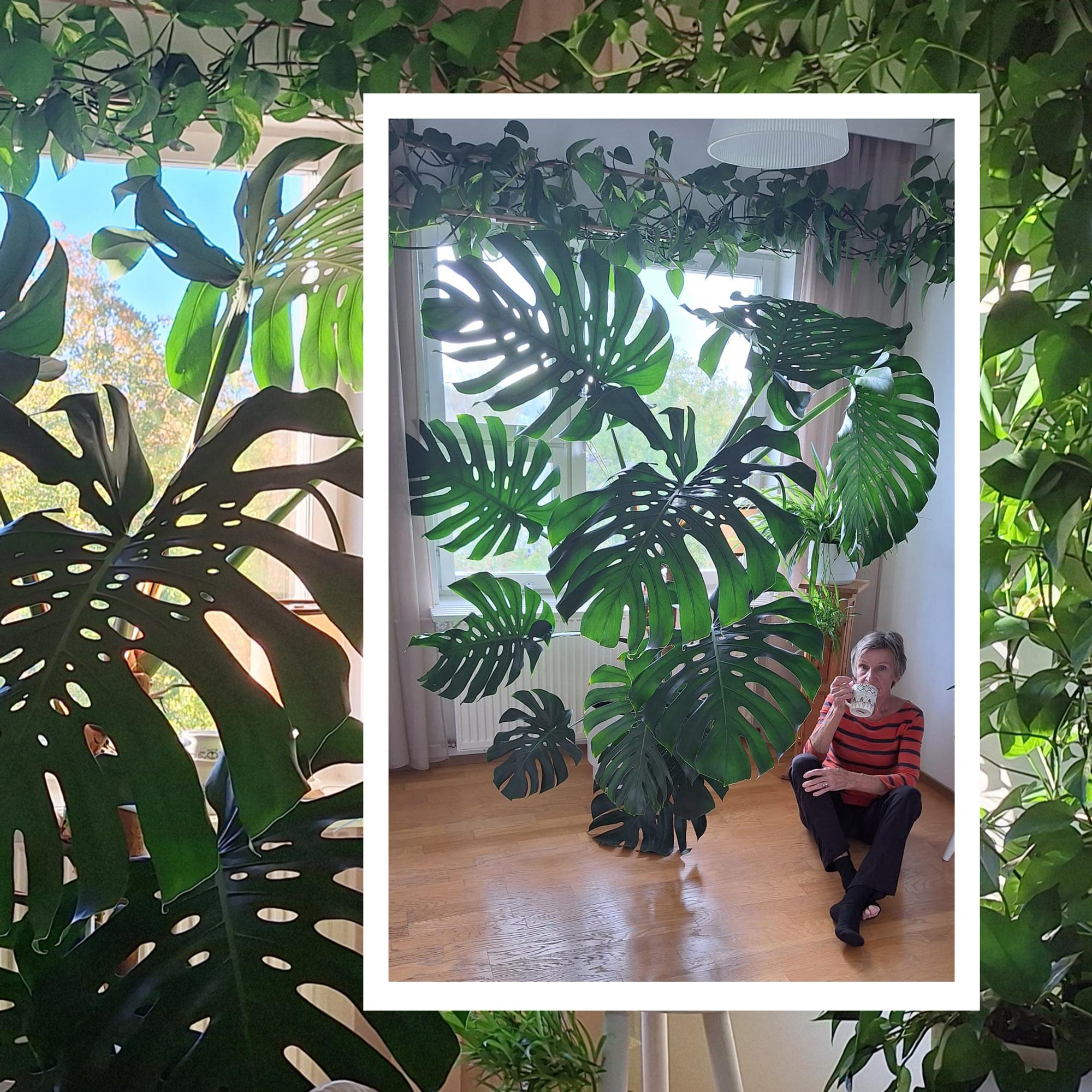 Merja got rid of her dining table to make room for the monstera: “I can buy a new table, but Peikkopoika is one of a kind”