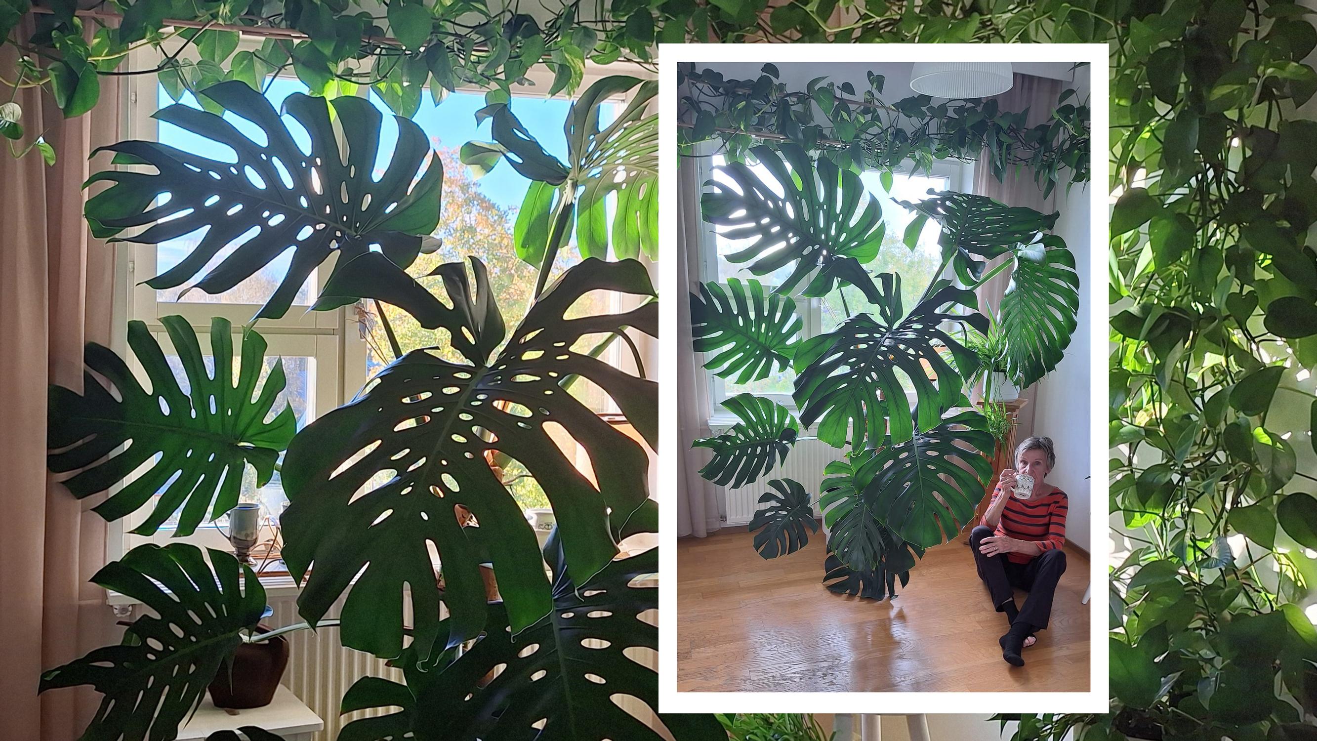 Merja got rid of her dining table to make room for the monstera: “I can buy a new table, but Peikkopoika is one of a kind”