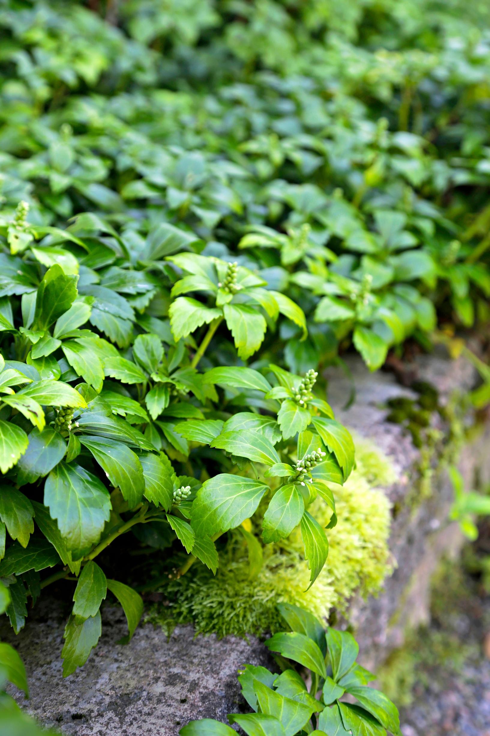 Japanese sprurge