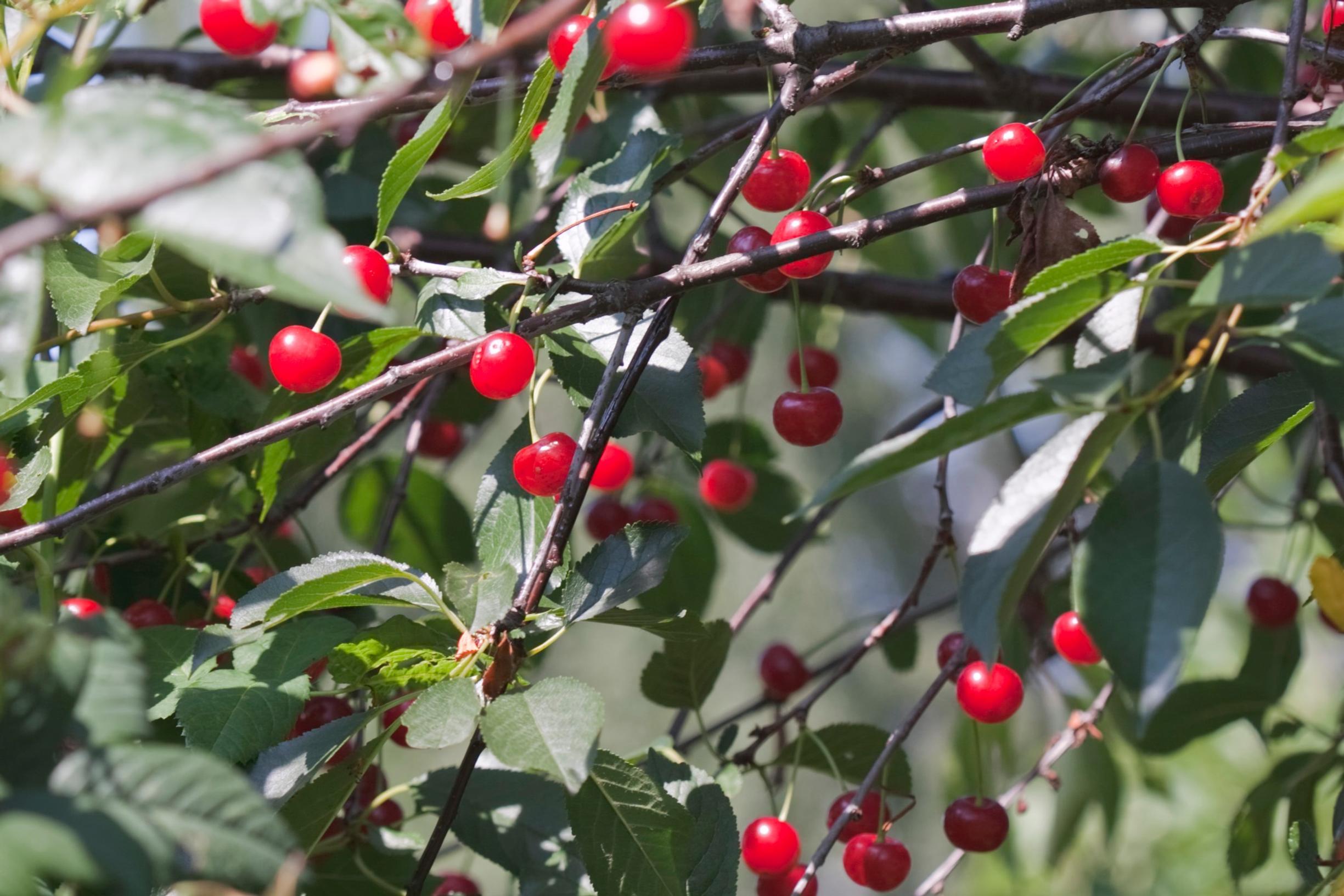 List of cherry tree varieties