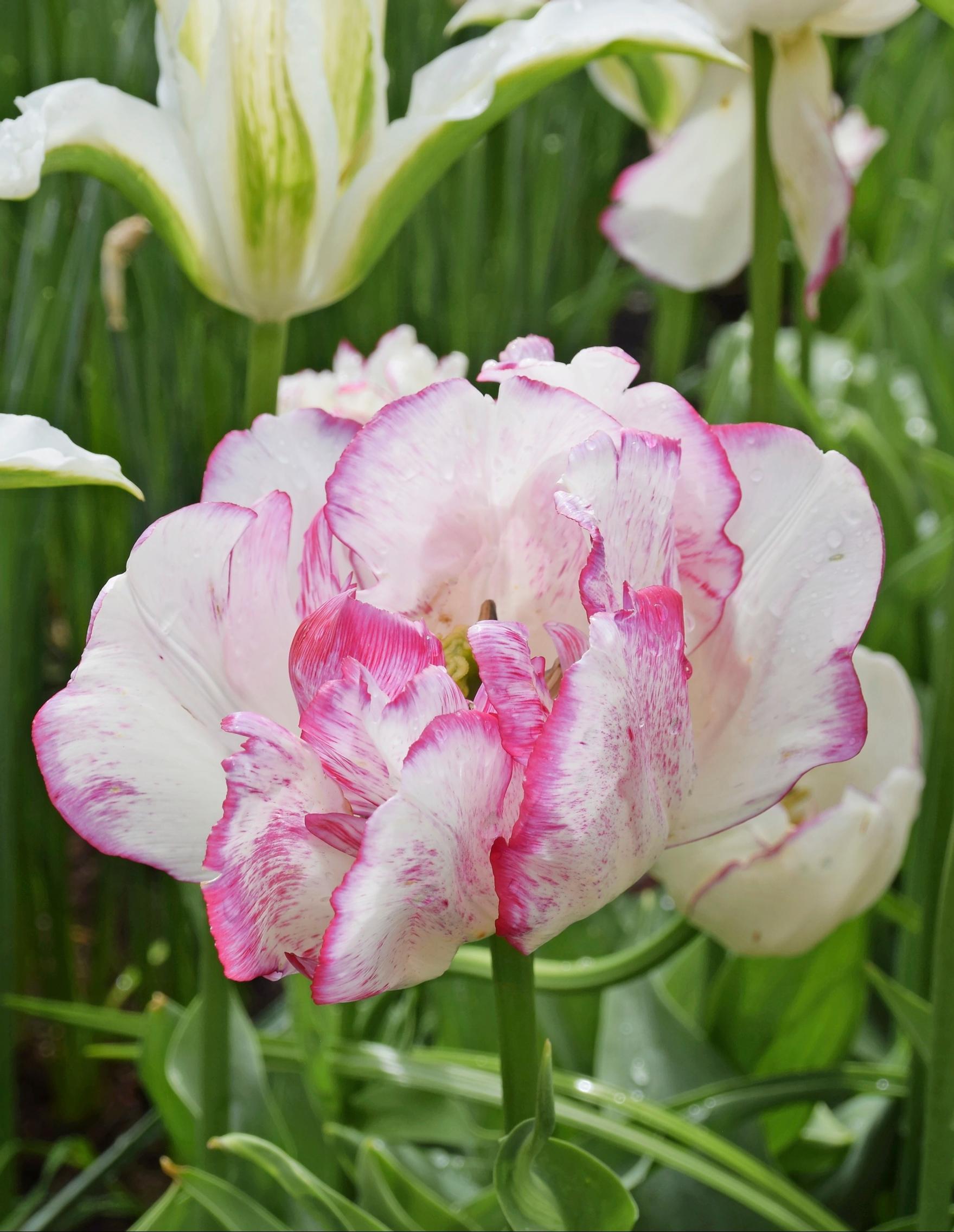 Multiflowering tulips: peony tulip ‘Belicia’