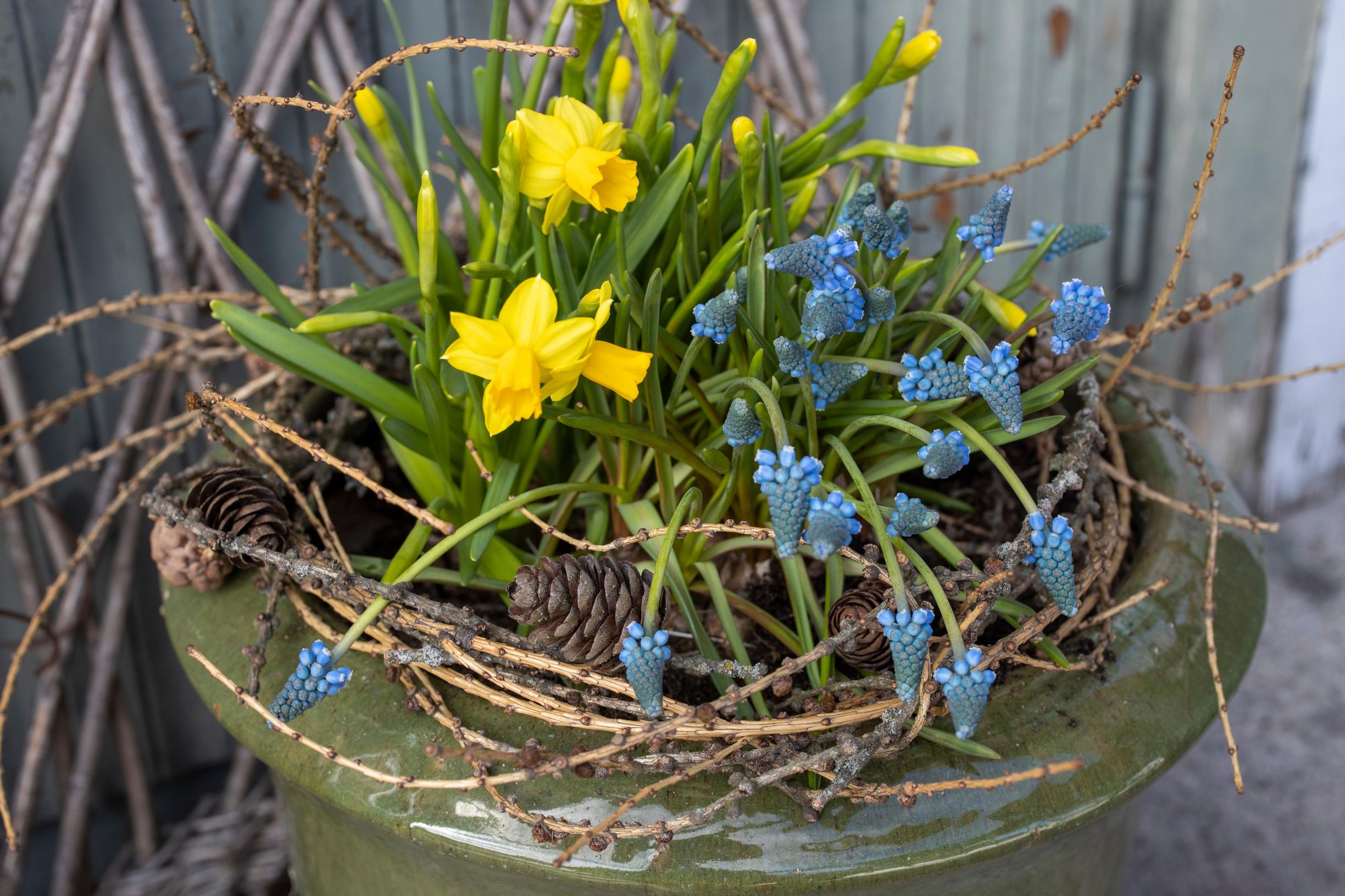 An arrangement of ‘Tête-à-tête’ daffodils and grape hyacinths
