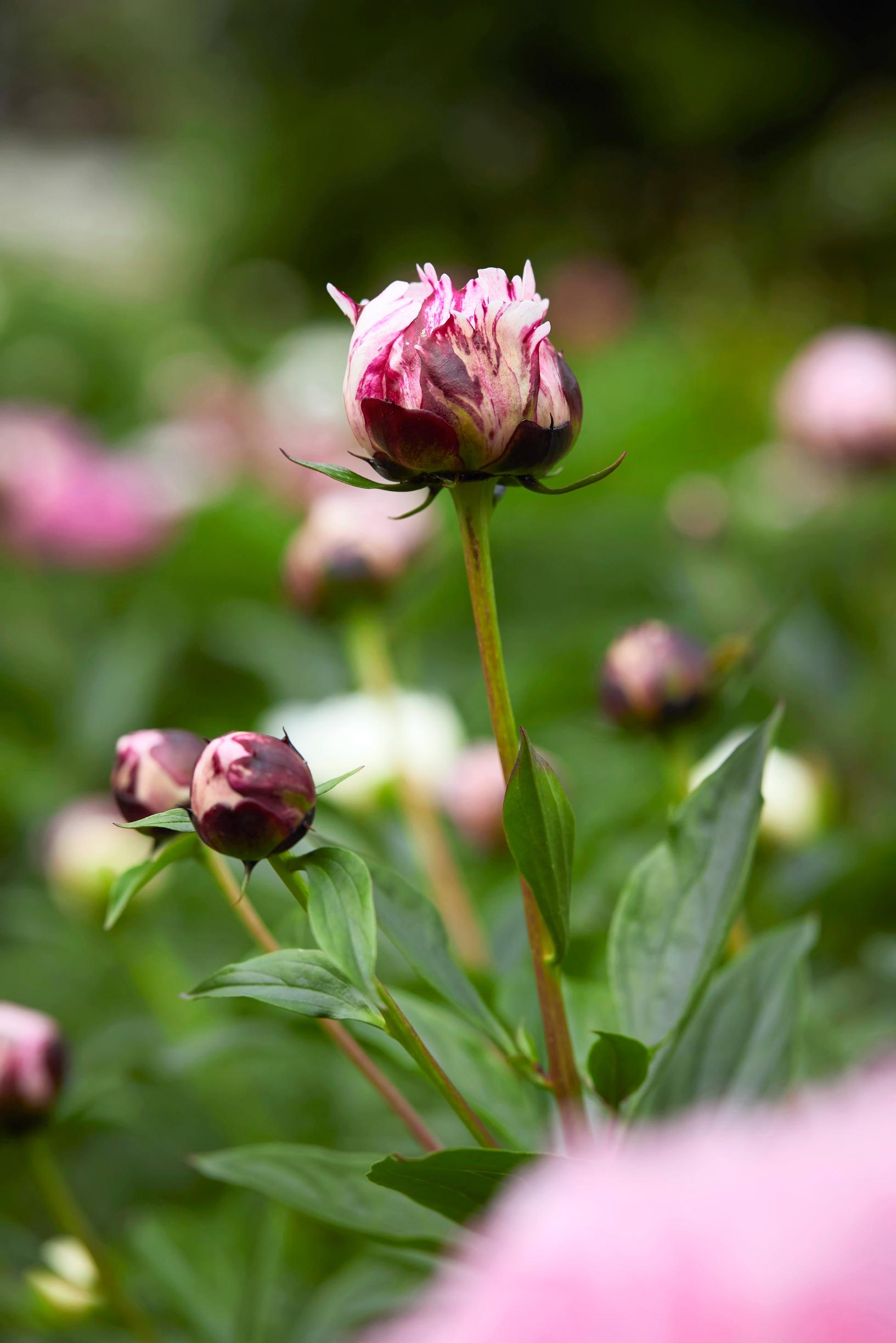 ‘Pietertje Vriend Wagenaar’ has eye-catching spots and streaks on its petals.