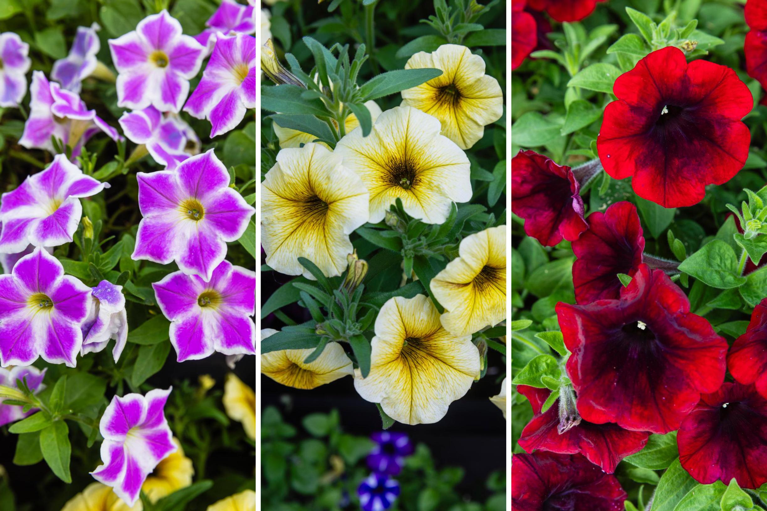 Petunia impresses with lush blooms—see tips from our expert and keep them vibrant all summer