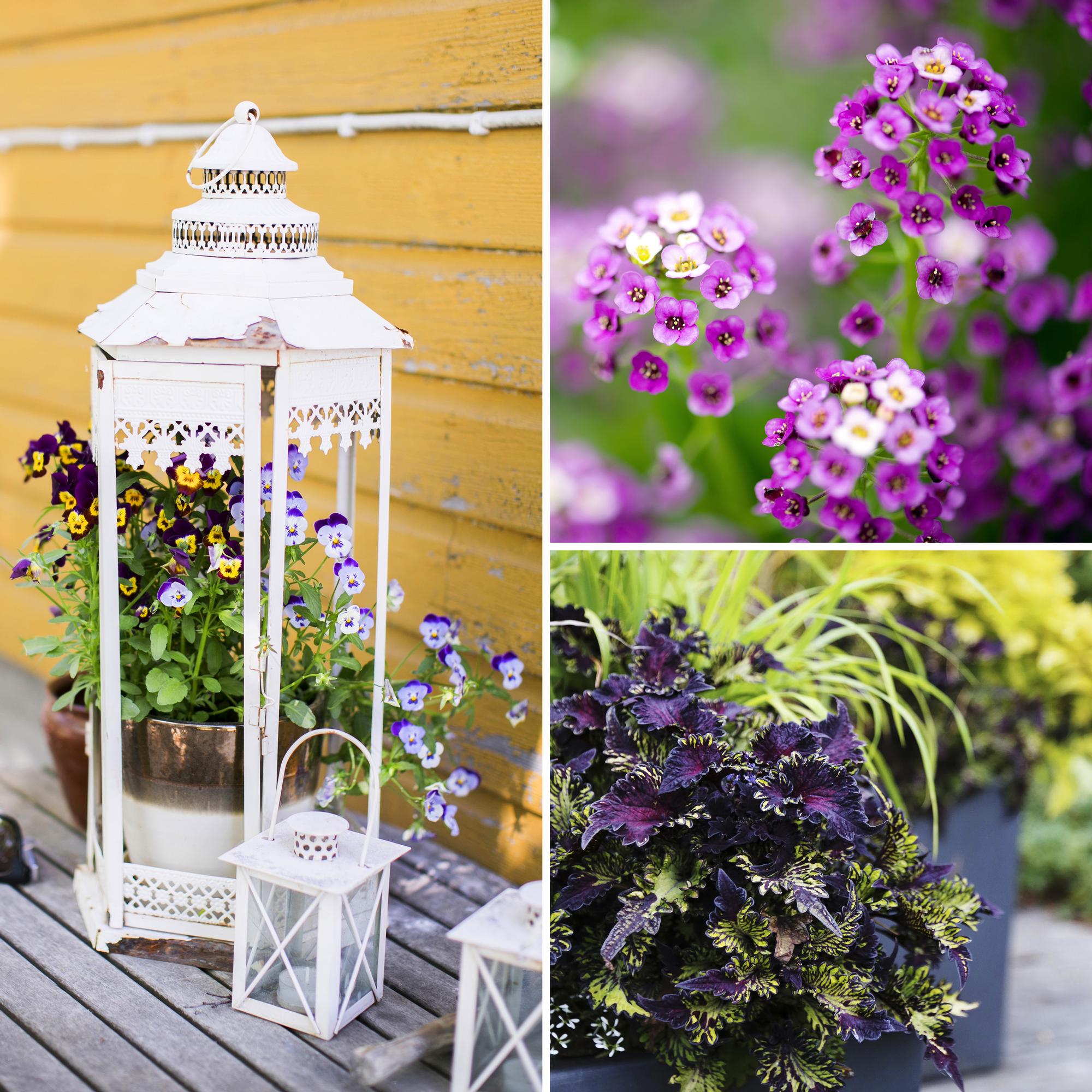 Easy summer flowers for partial shade