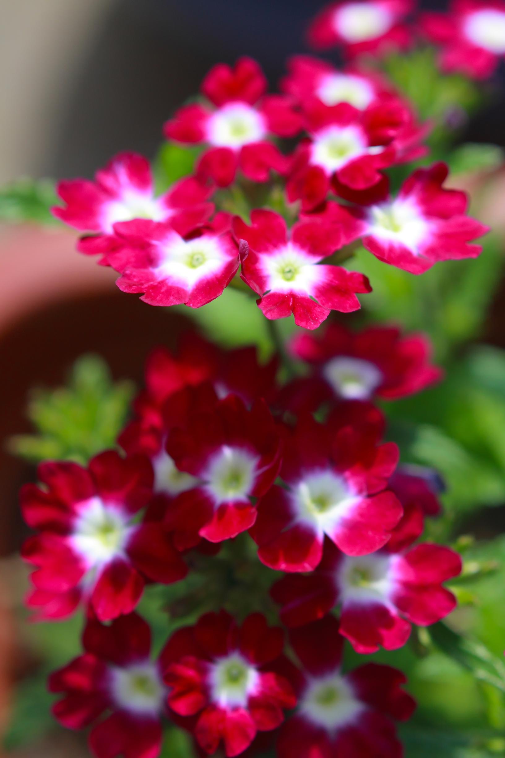 hanging basket flowers: garden verbena