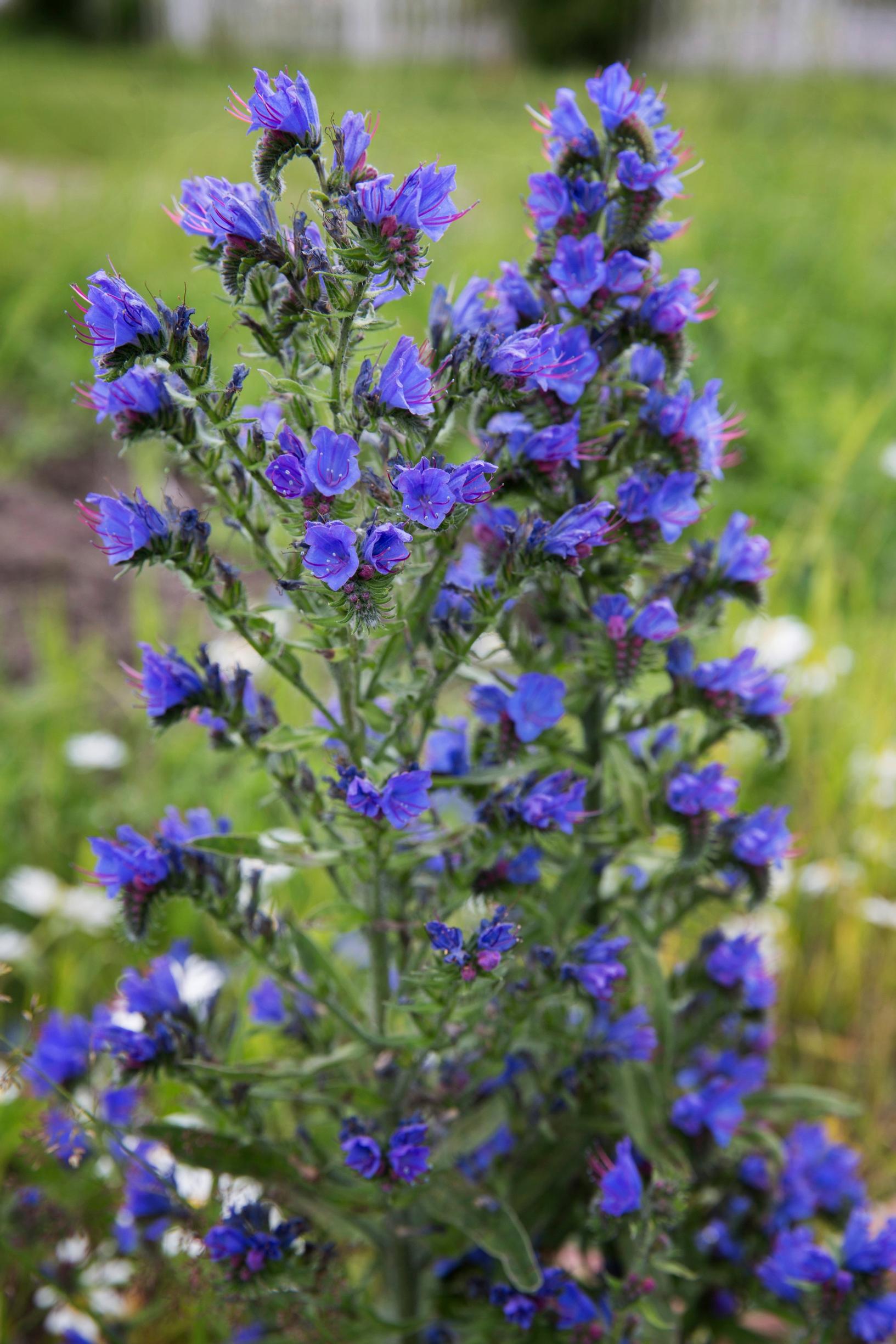 Viper's bugloss