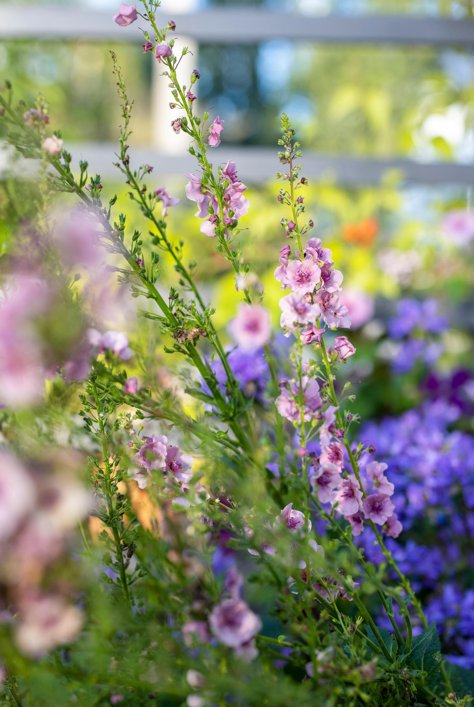 purple mullein