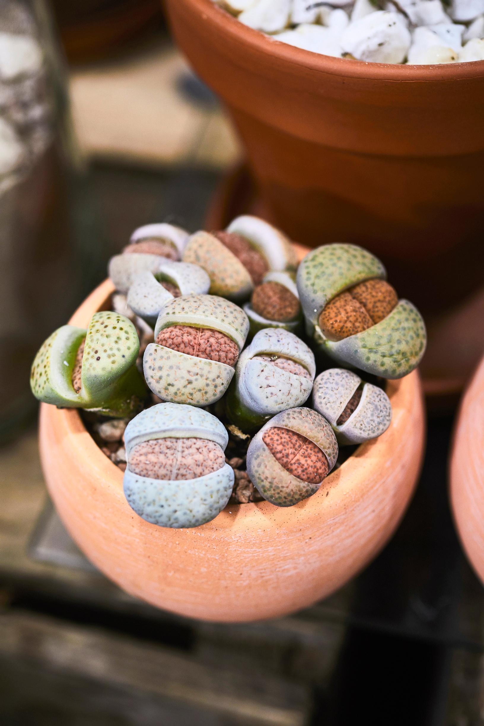Living stones in a pot.