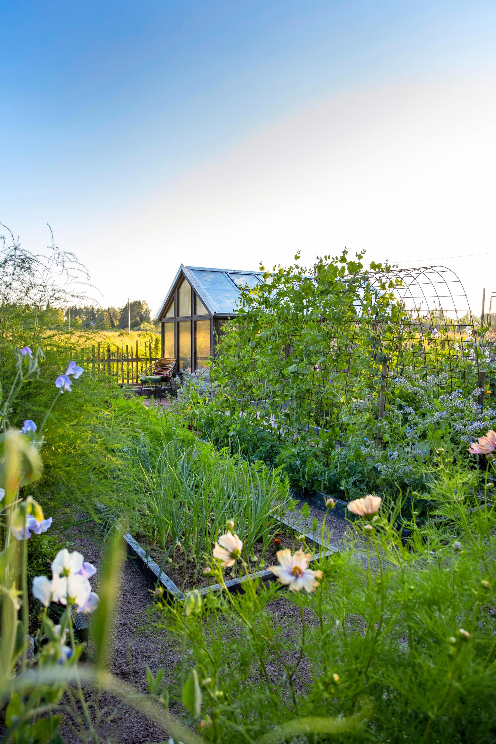 kitchen garden at the cottage: a beautiful vegetable patch