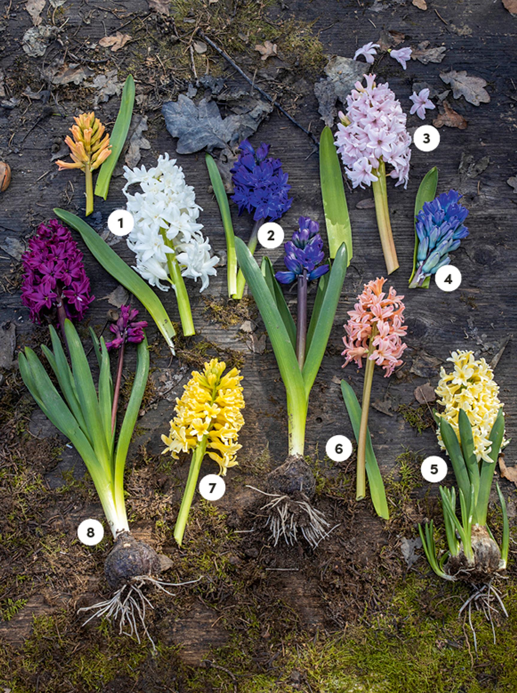 Hyacinth in the garden: 1. ‘Snow Crystal’, 2. ‘Royal Navy’, 3. ‘China Pink’, 4. ‘Blue Eyes’, 5. ‘City of Haarlem’, 6. ‘Gipsy Queen’, 7. ‘Yellow Queen’, 8. ‘Woodstock’