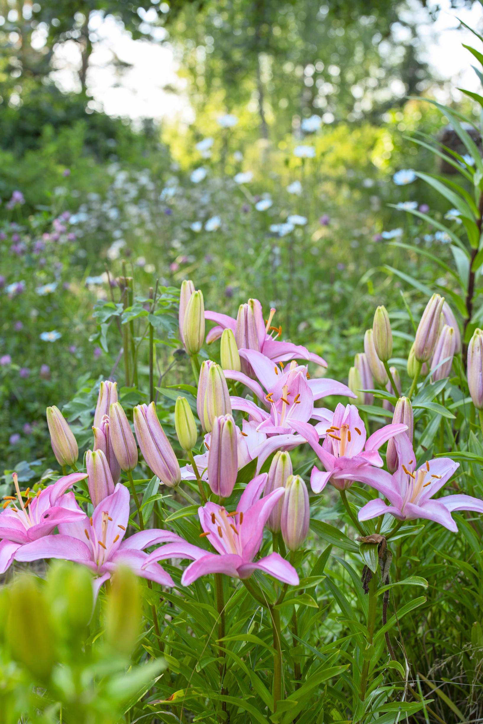 A tree lily in Maikki’s garden.