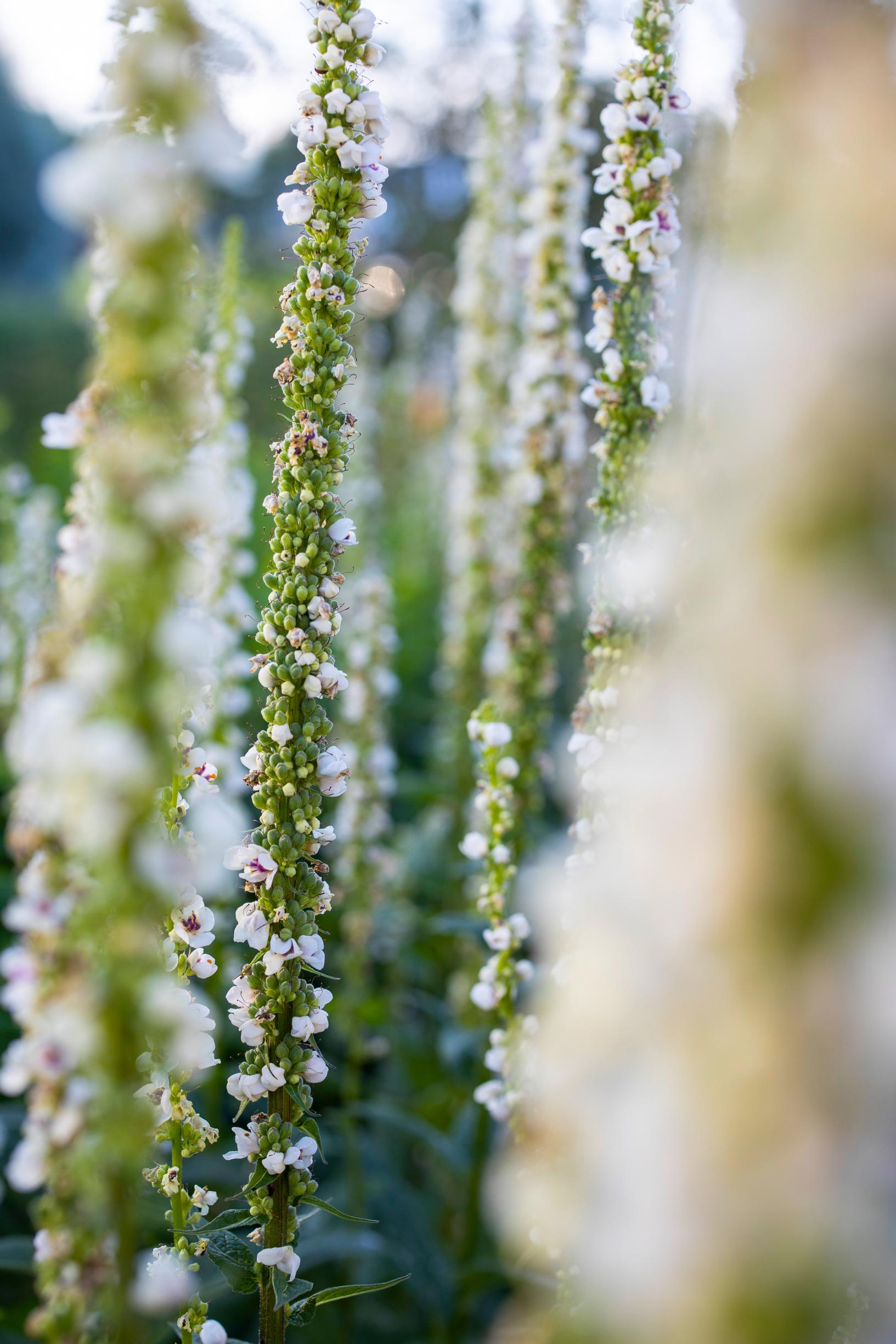 mullein