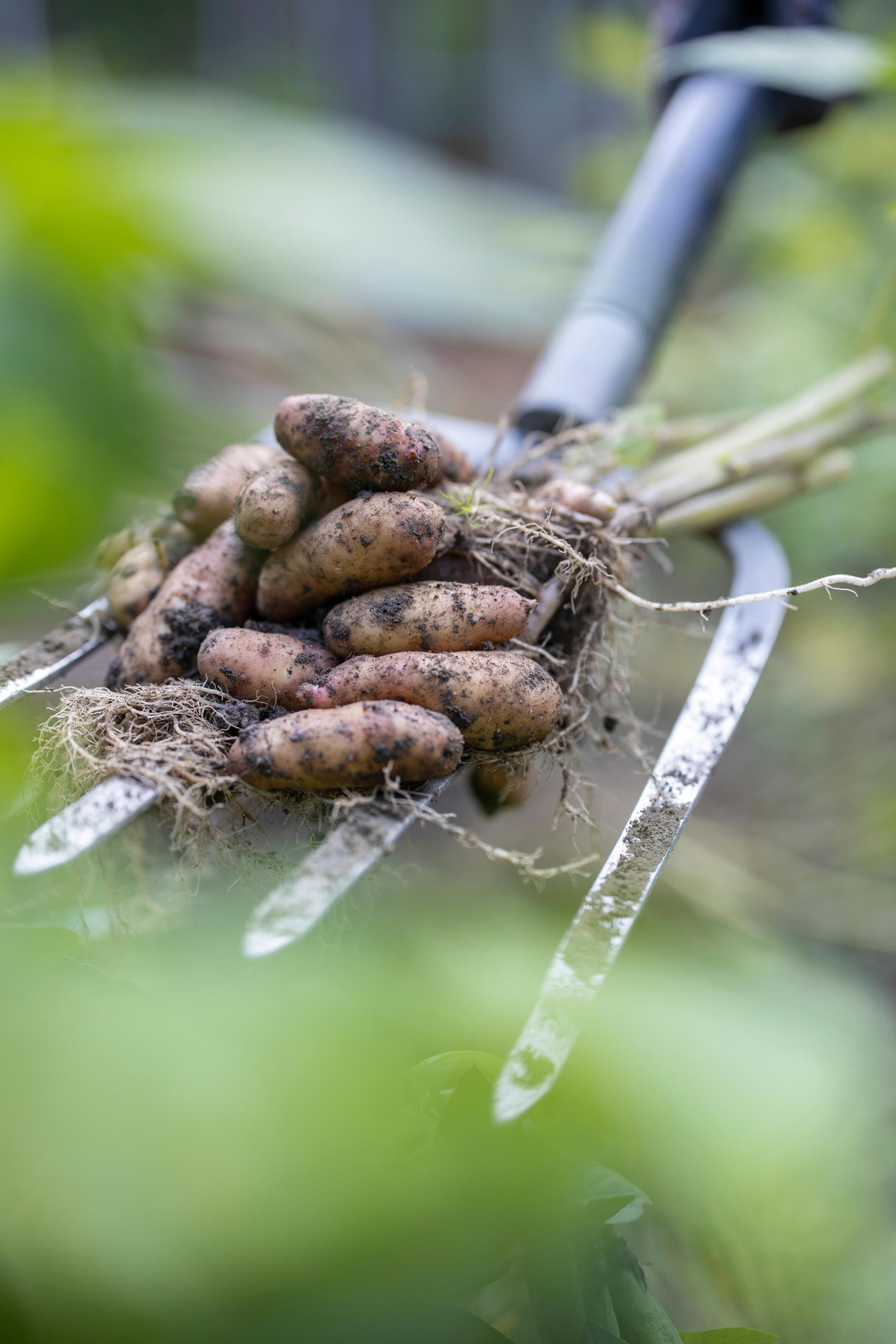How to plant potatoes: potatoes on a garden fork