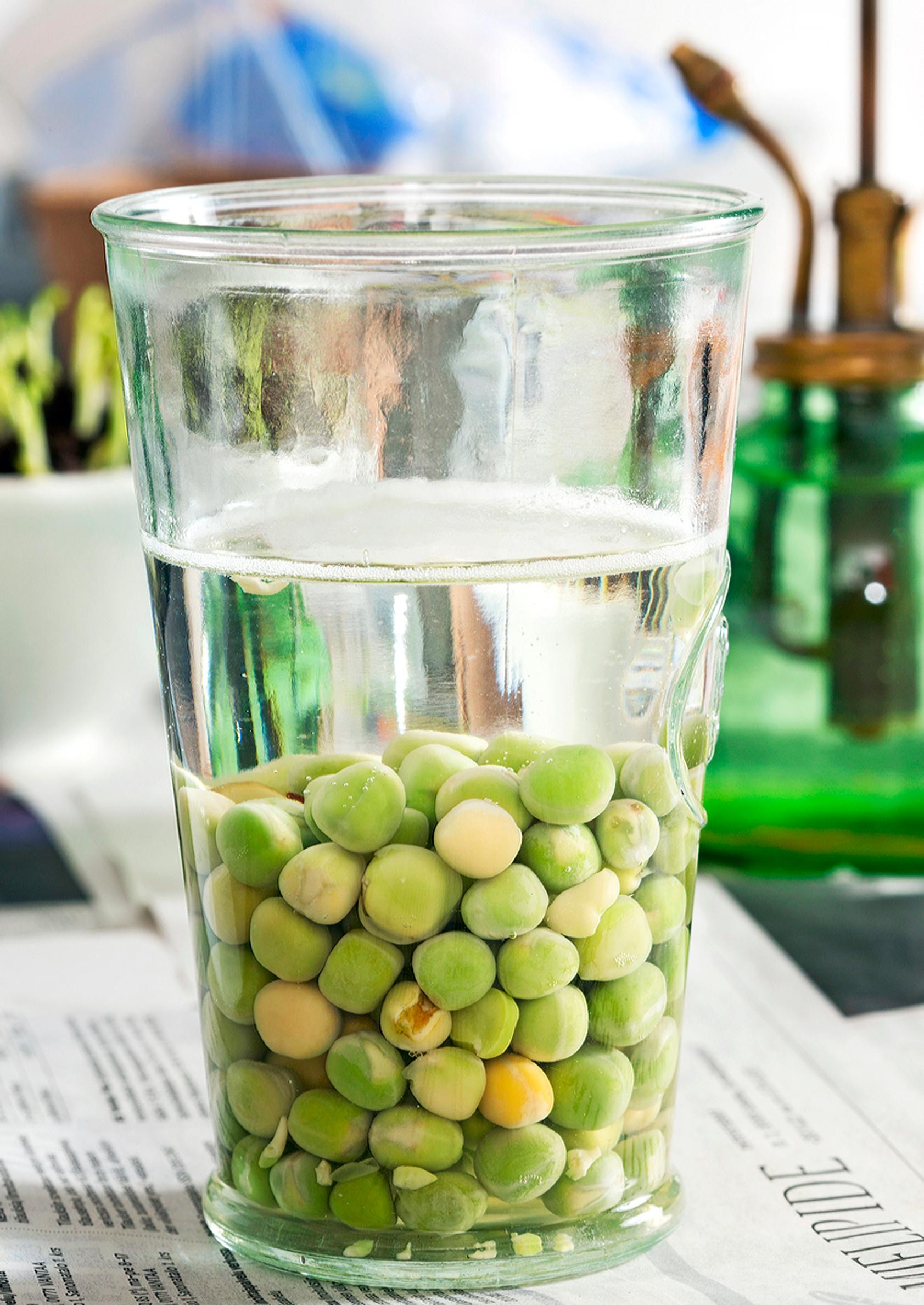 growing pea shoots