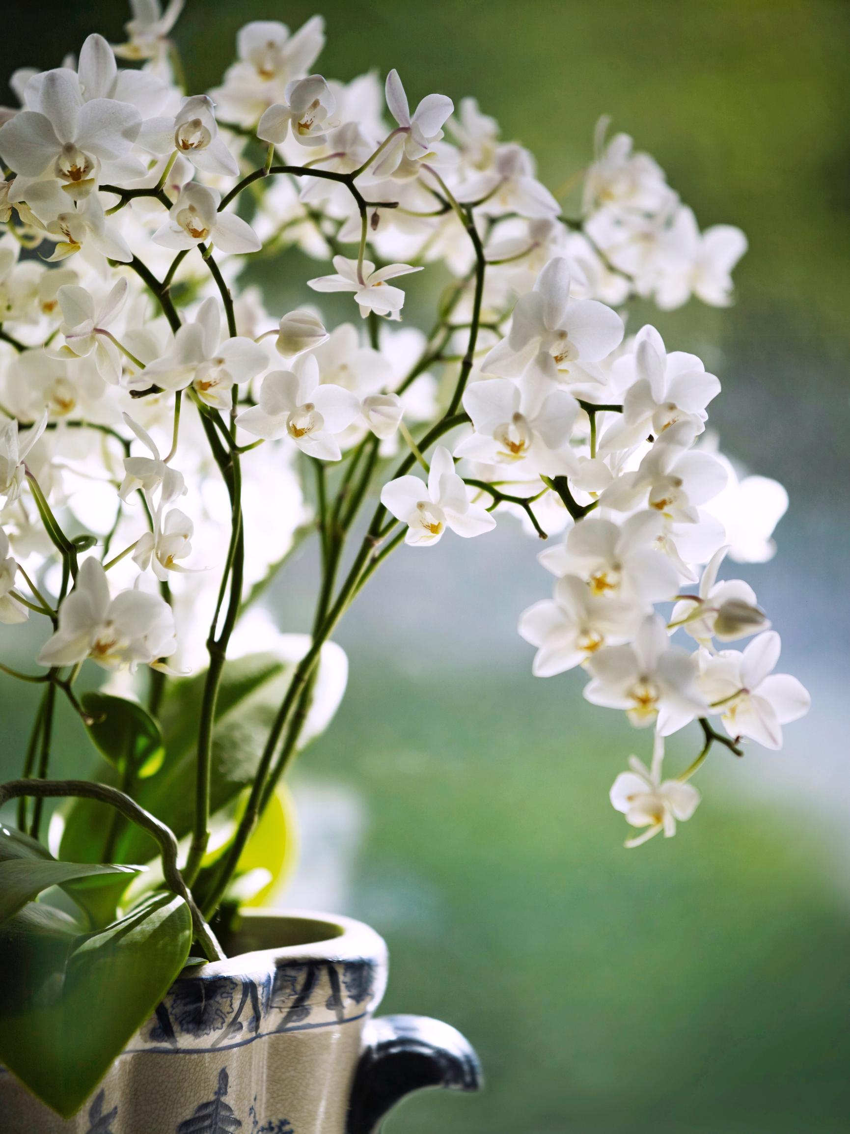 How to care for orchids and succeed in growing these exotic beauties