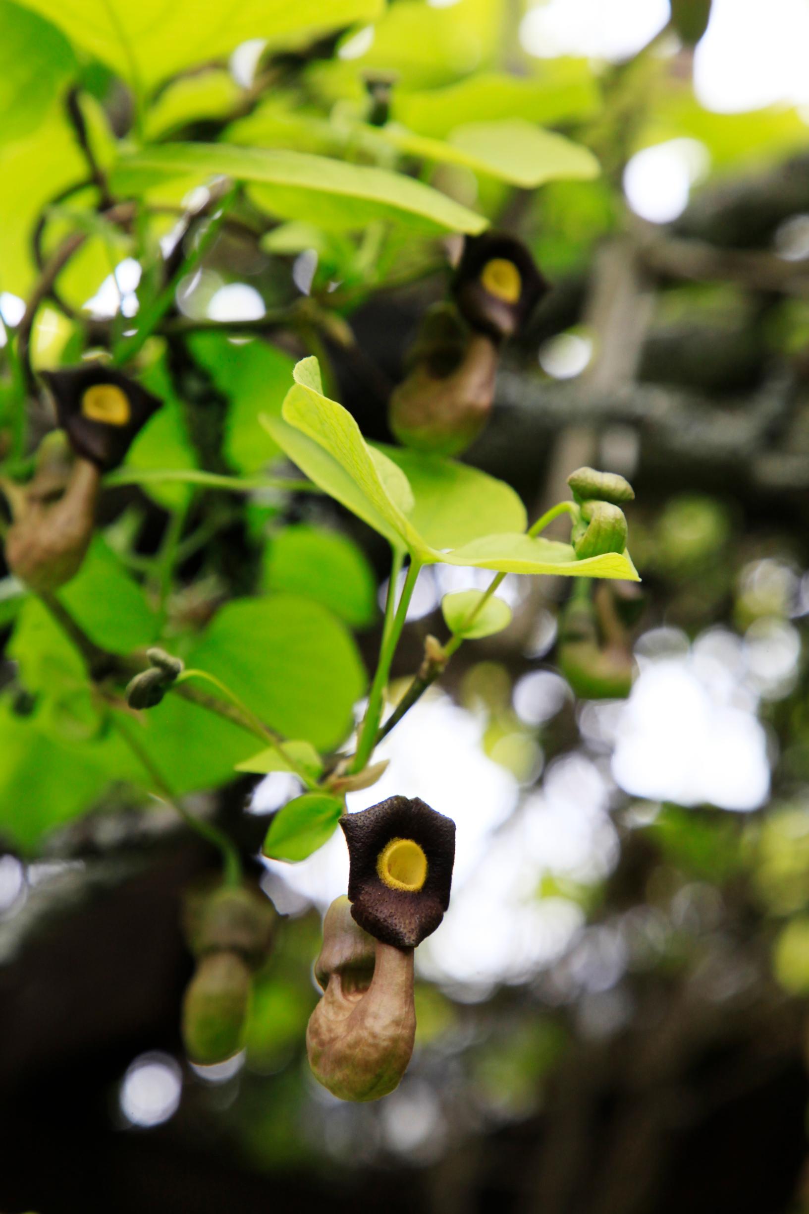 Dutchman’s pipe vine does well in a semi-shaded location.