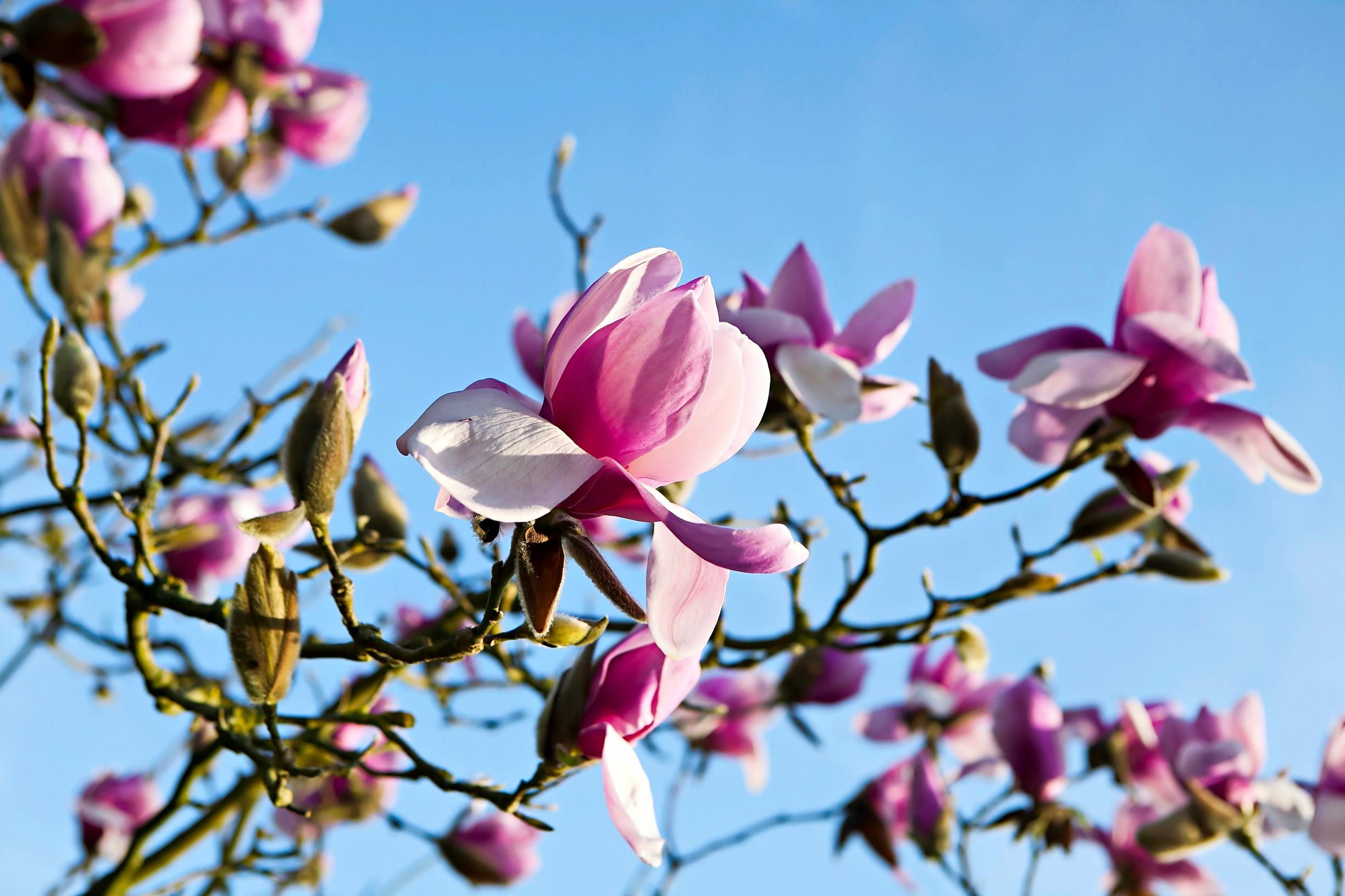 flowering trees for cold climate
