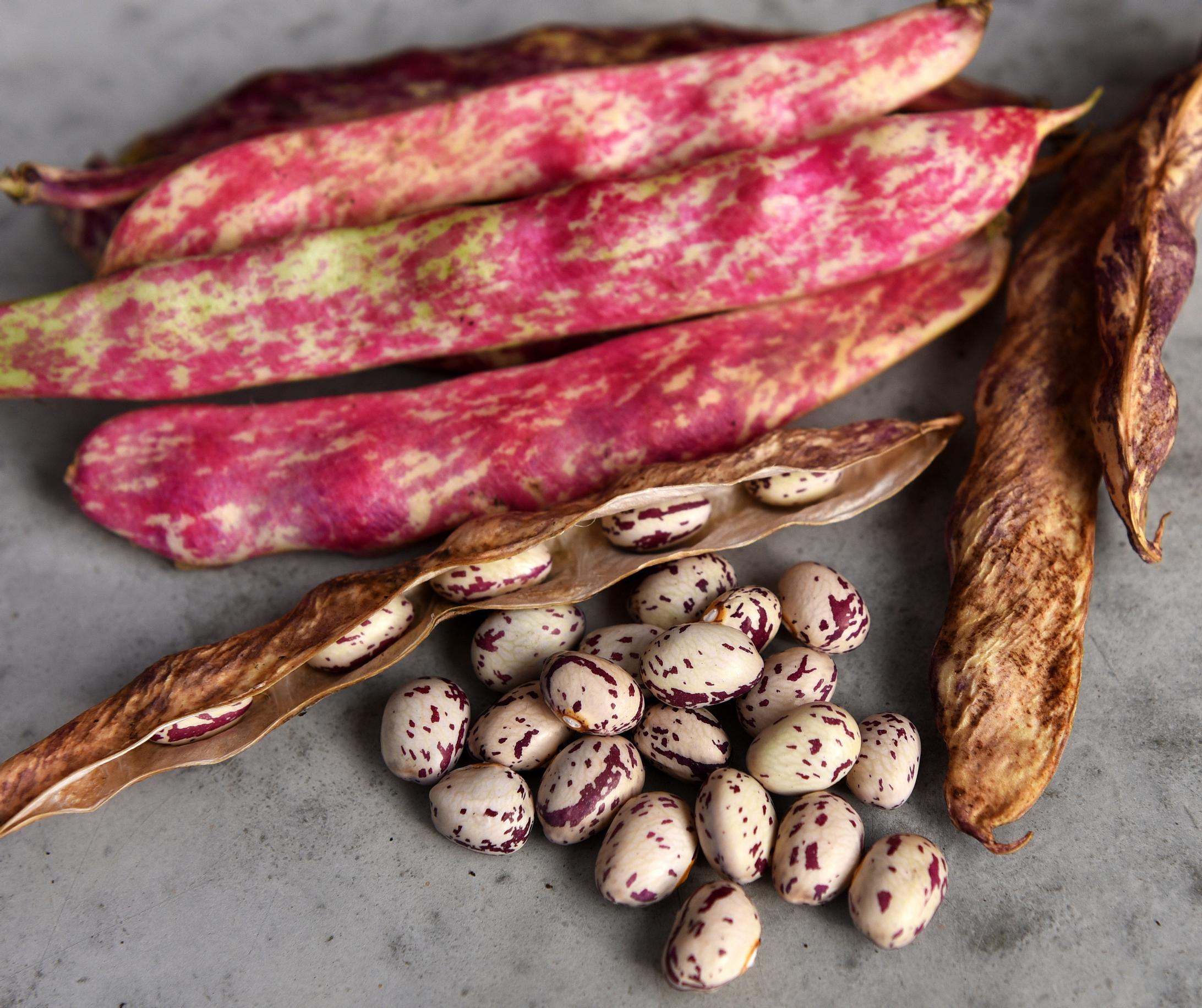 borlotti beans