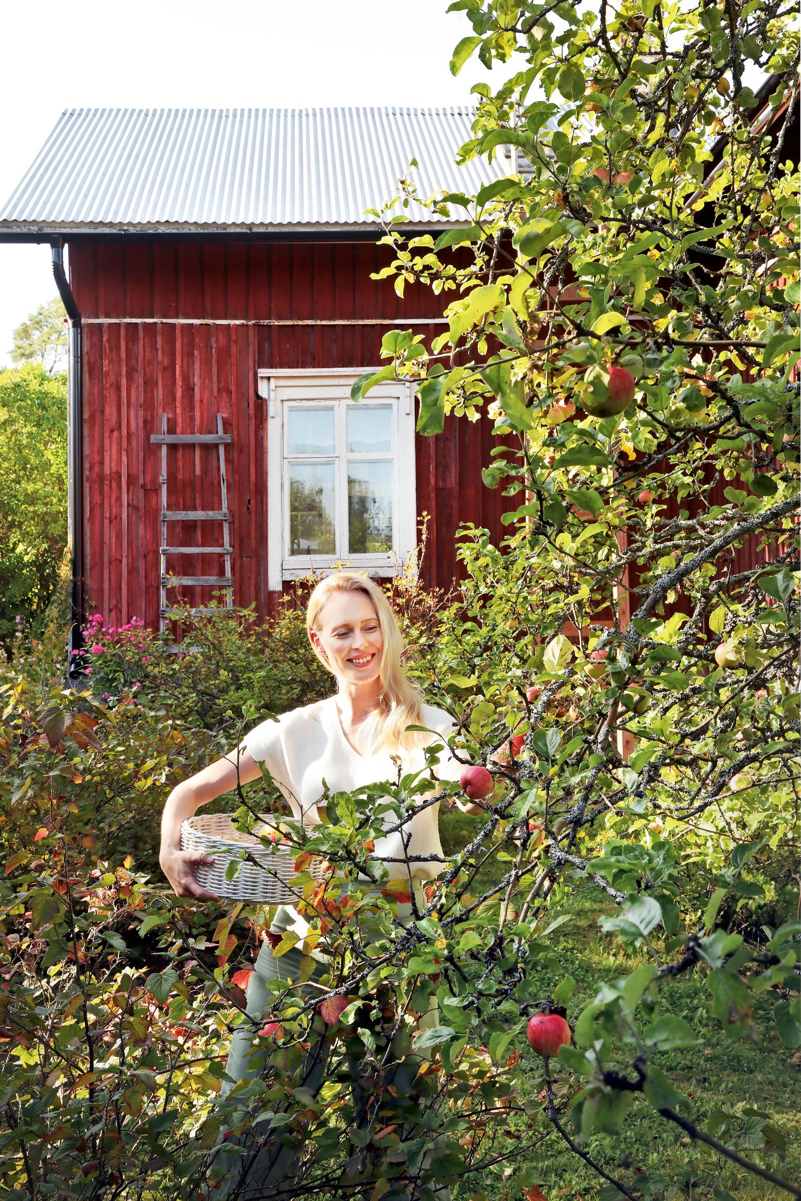 Jutta Helenius picking apples from a tree in front of the red house