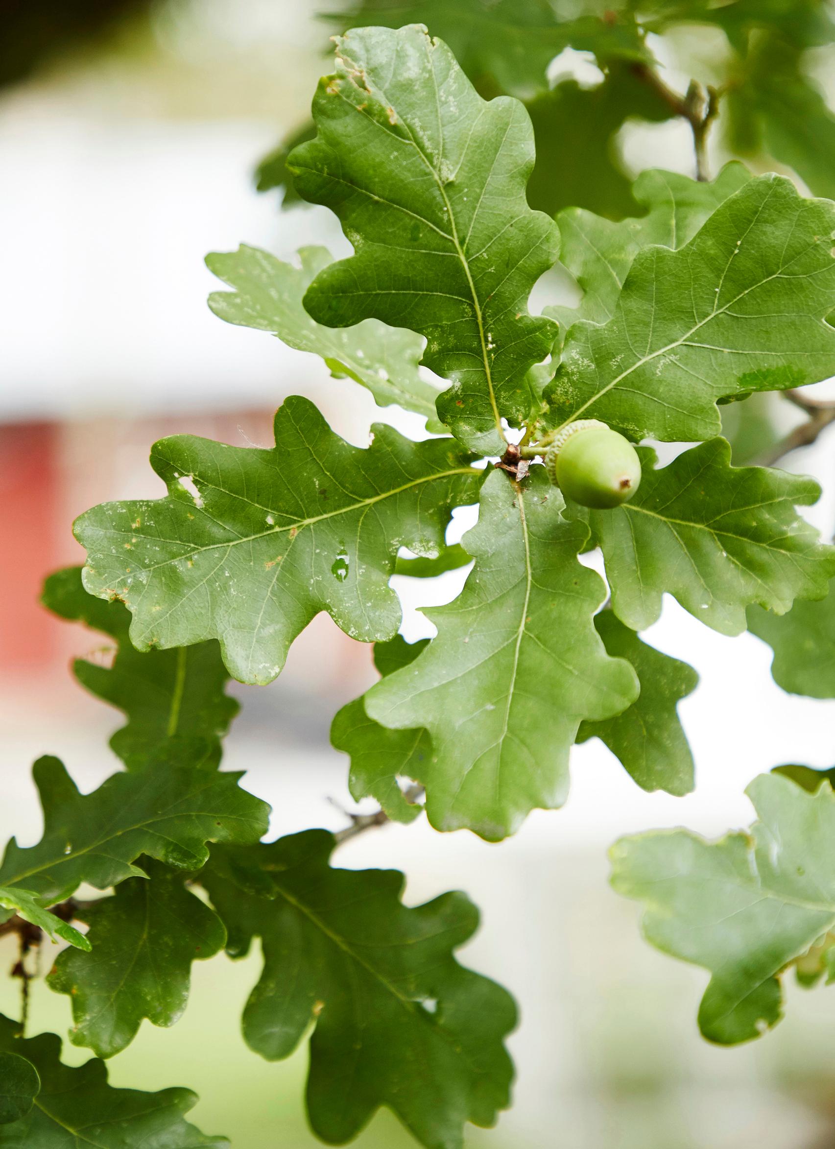 Acorn and oak leaves
