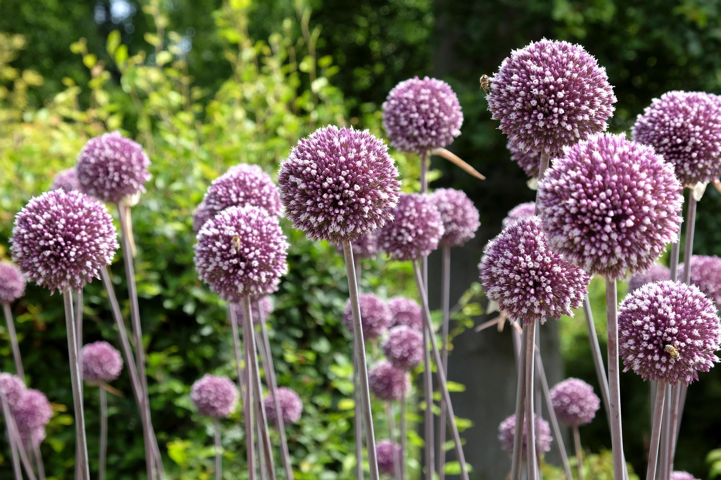 allium ‘Summer Drummer’