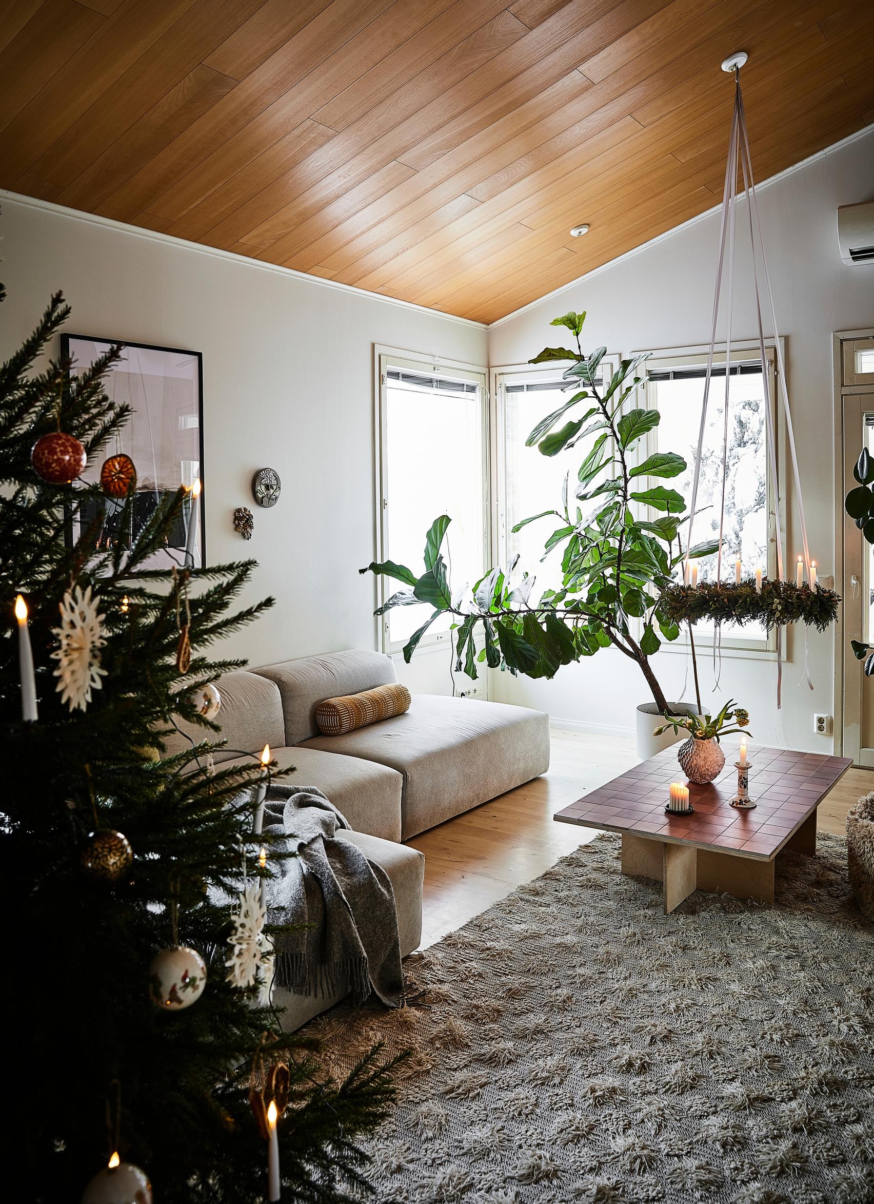 A Christmas tree, sofa, coffee table, and a large houseplant with a gray rug and corner window