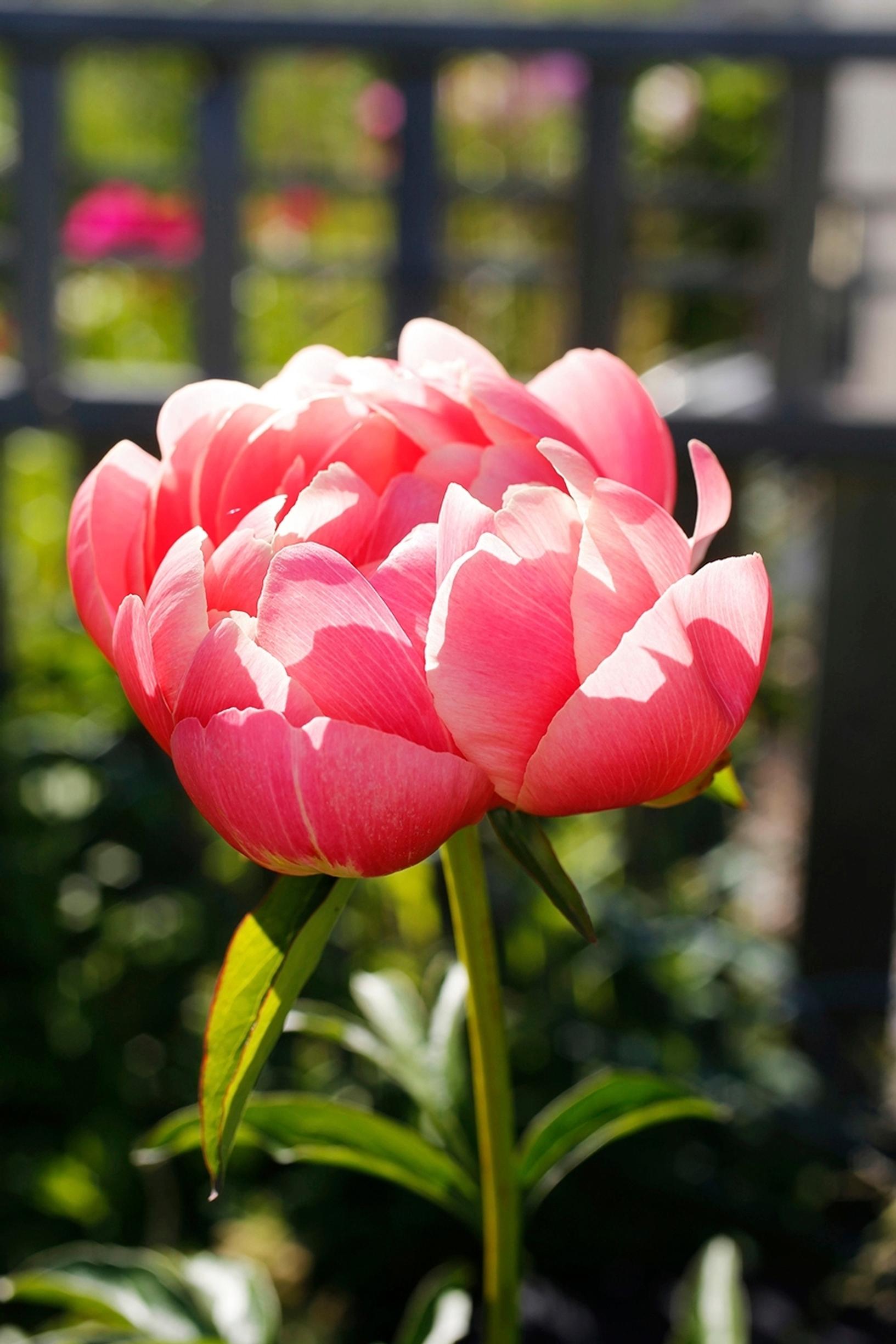 Easy grow perennial flowers