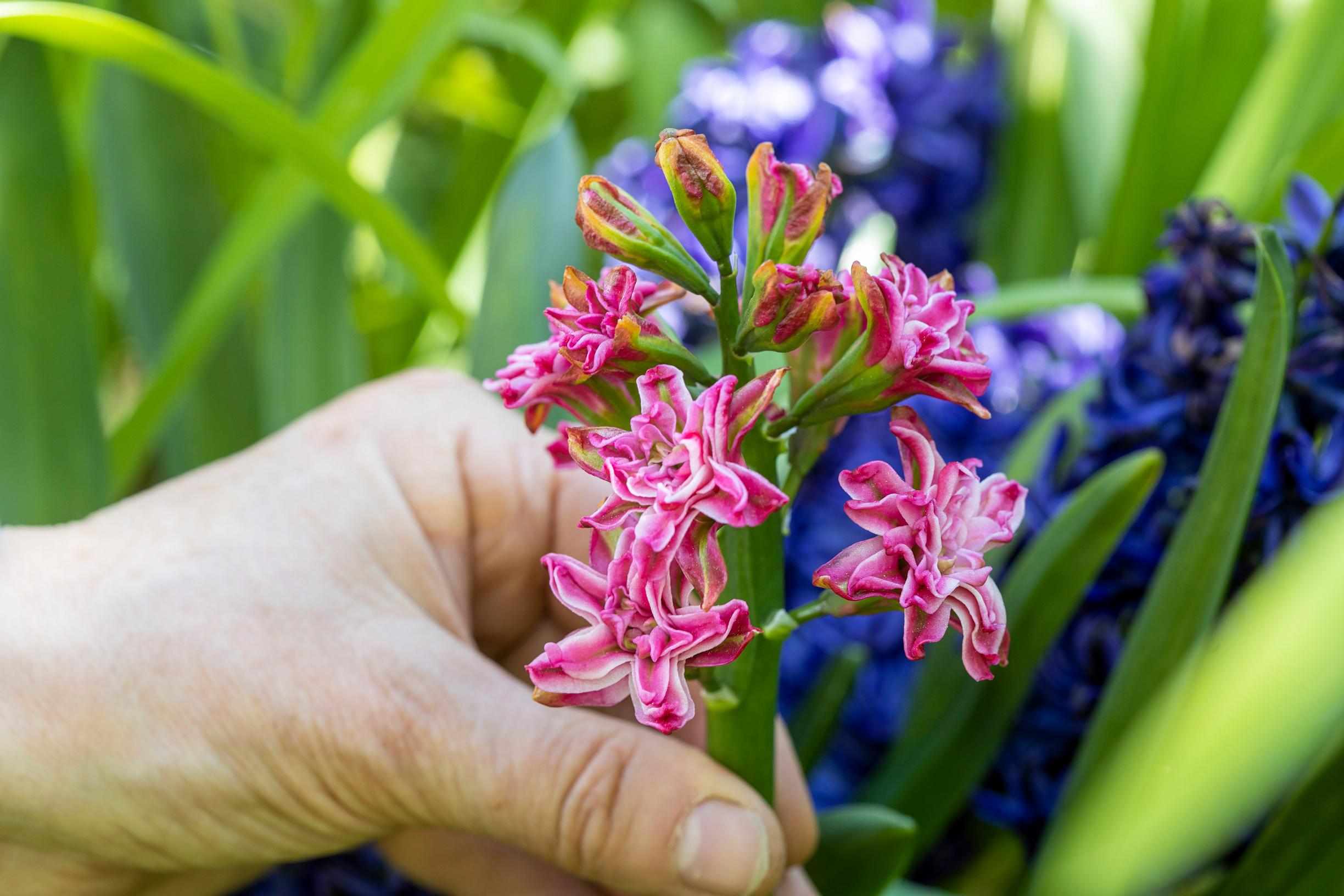 Hyacinth in the garden: ‘Eros Double’ hyacinth