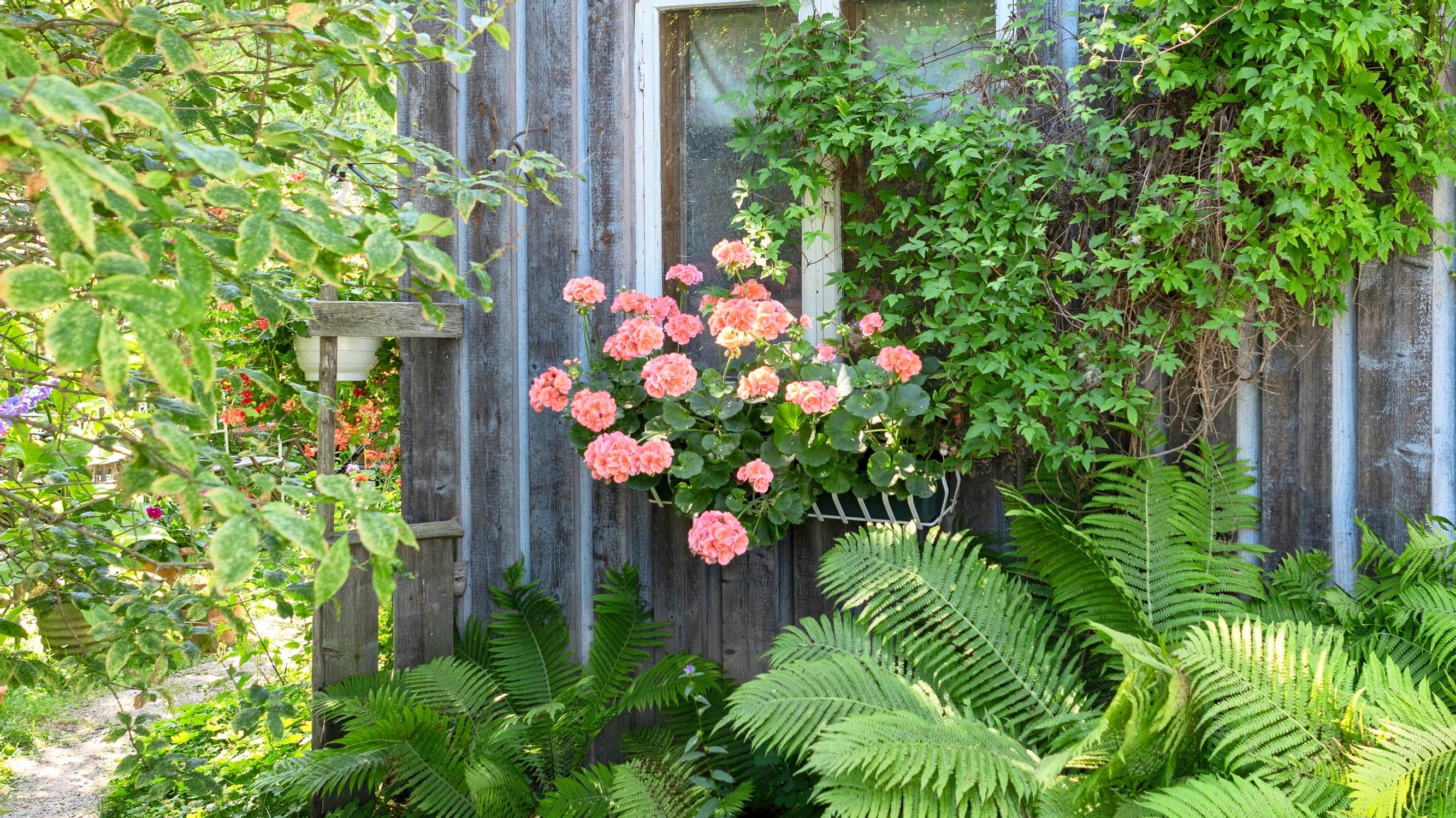 10 reasons to love pelargoniums—from cuttings to colorful blooms