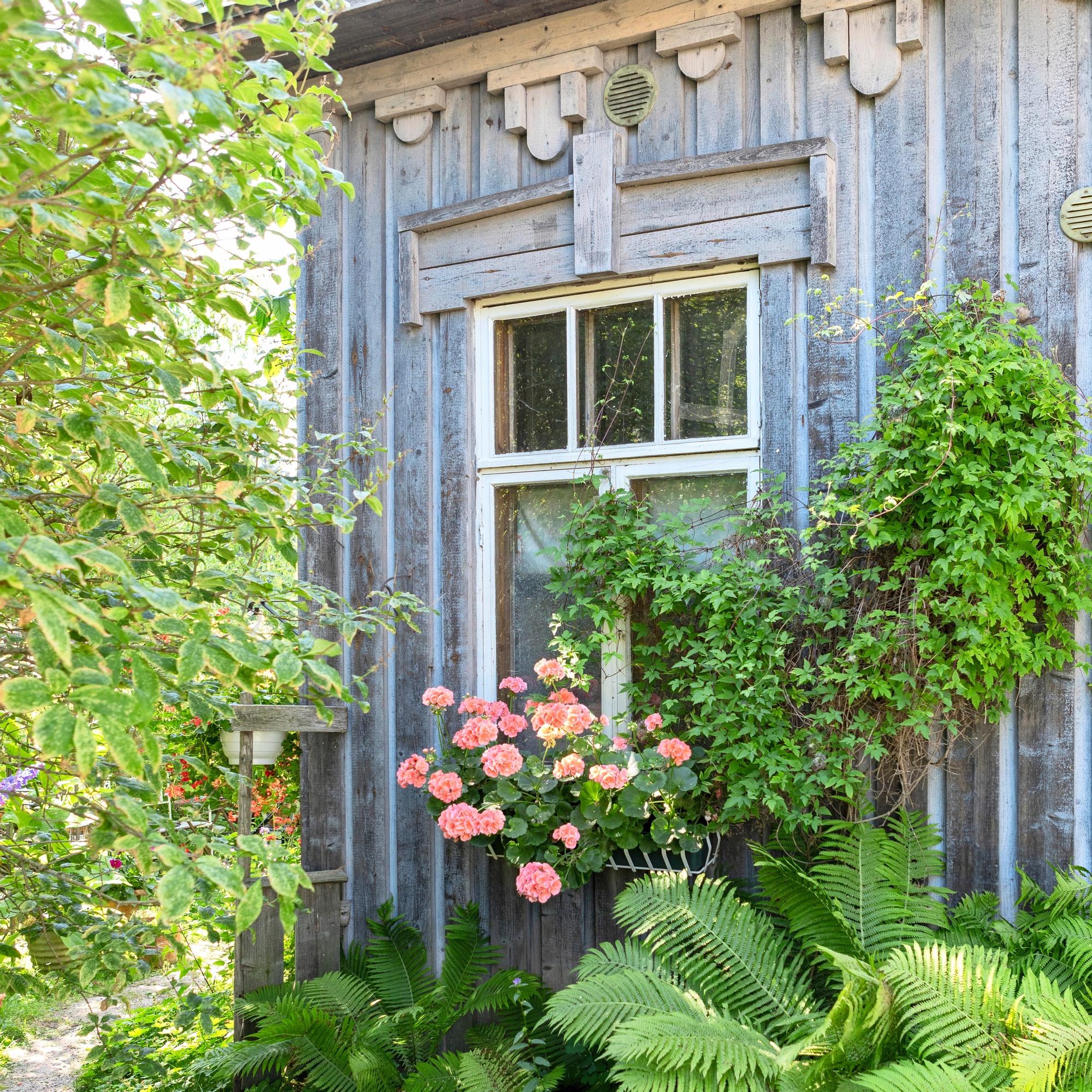 10 reasons to love pelargoniums—from cuttings to colorful blooms